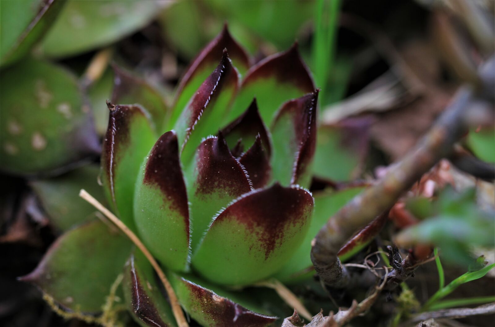 Canon EF-S 35mm F2.8 Macro IS STM sample photo. Roof houseleek, stonecrop family photography