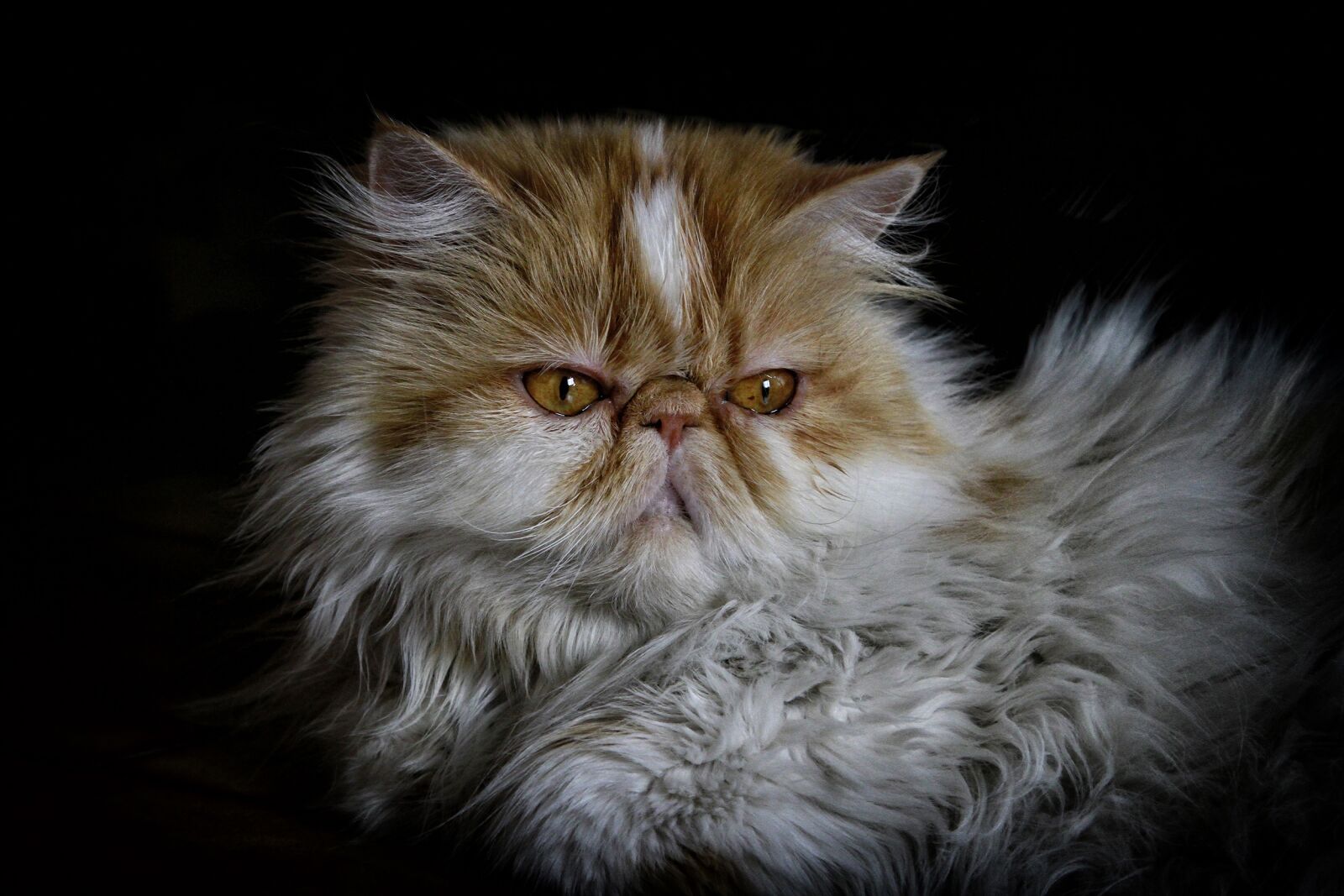 Canon EOS 7D sample photo. Cat, persian, persian cat photography
