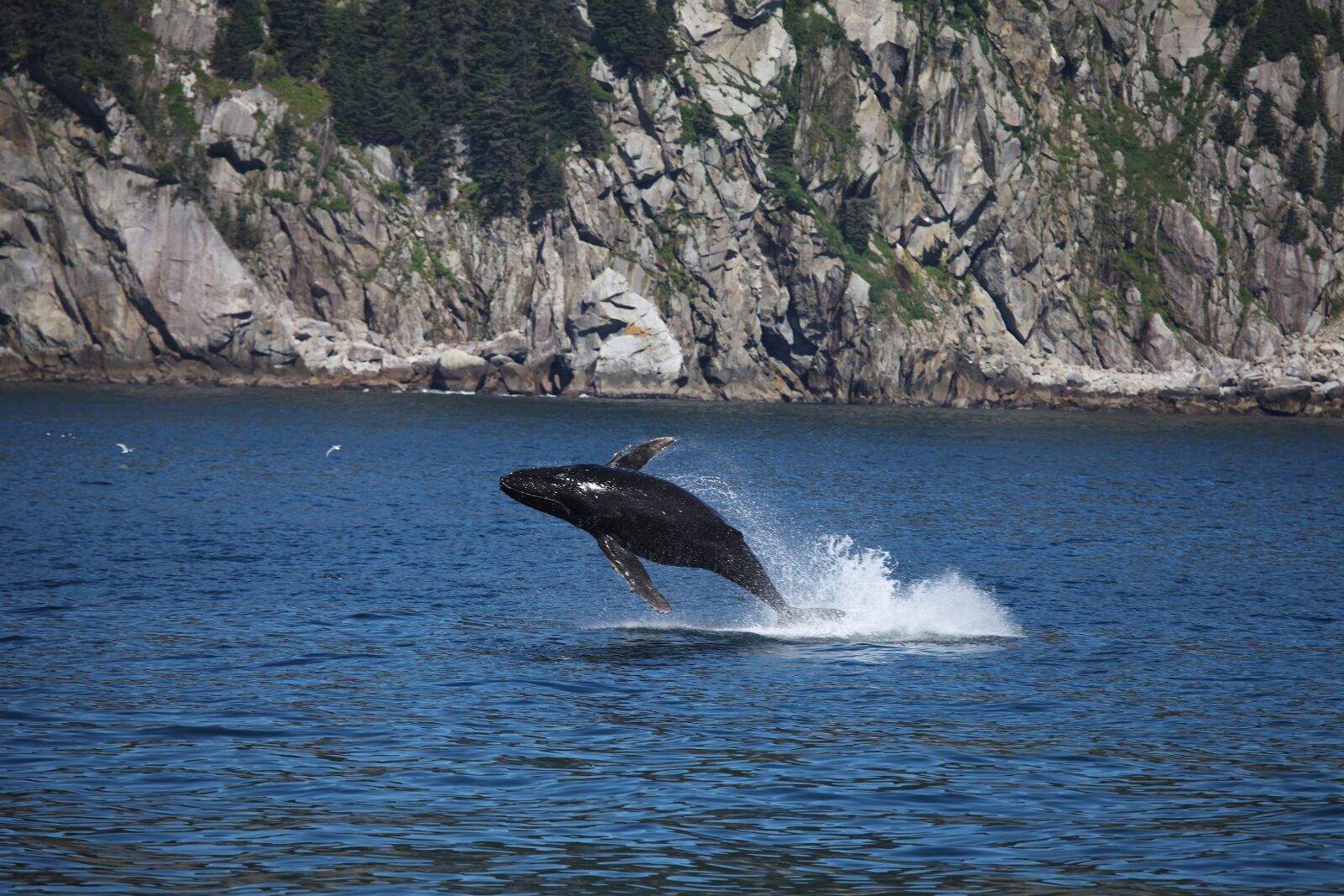Canon EOS 5D Mark II sample photo. Humpback whale, jumping, breaching photography