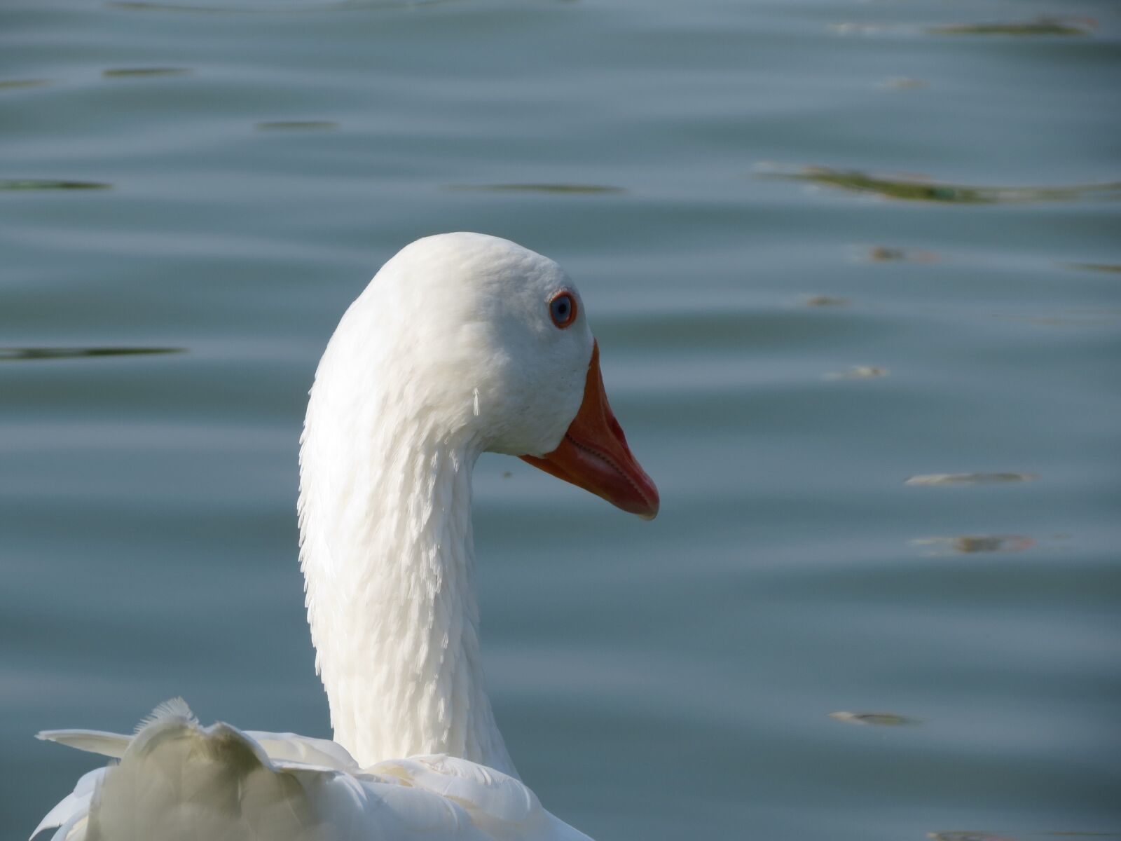 Canon PowerShot SX40 HS sample photo. Goose, white, bird photography
