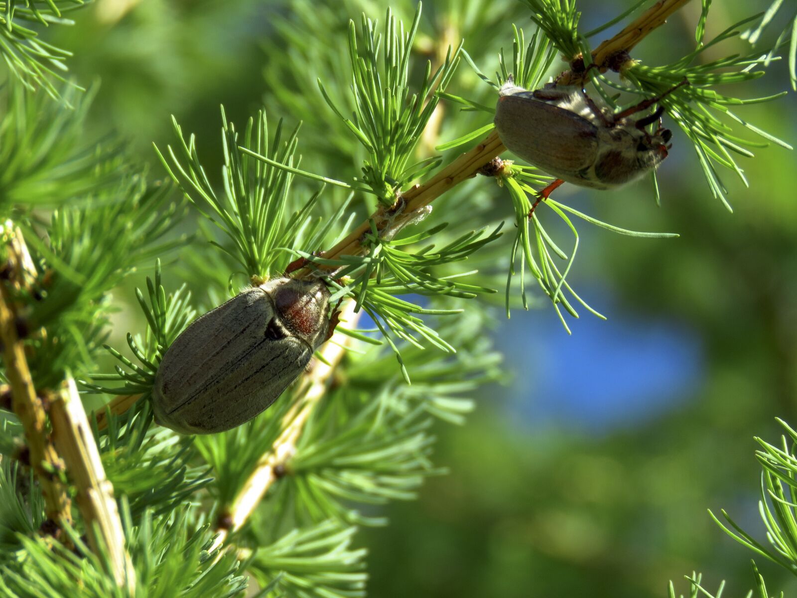 Canon PowerShot SX60 HS sample photo. Branch, larch, cockchafer photography