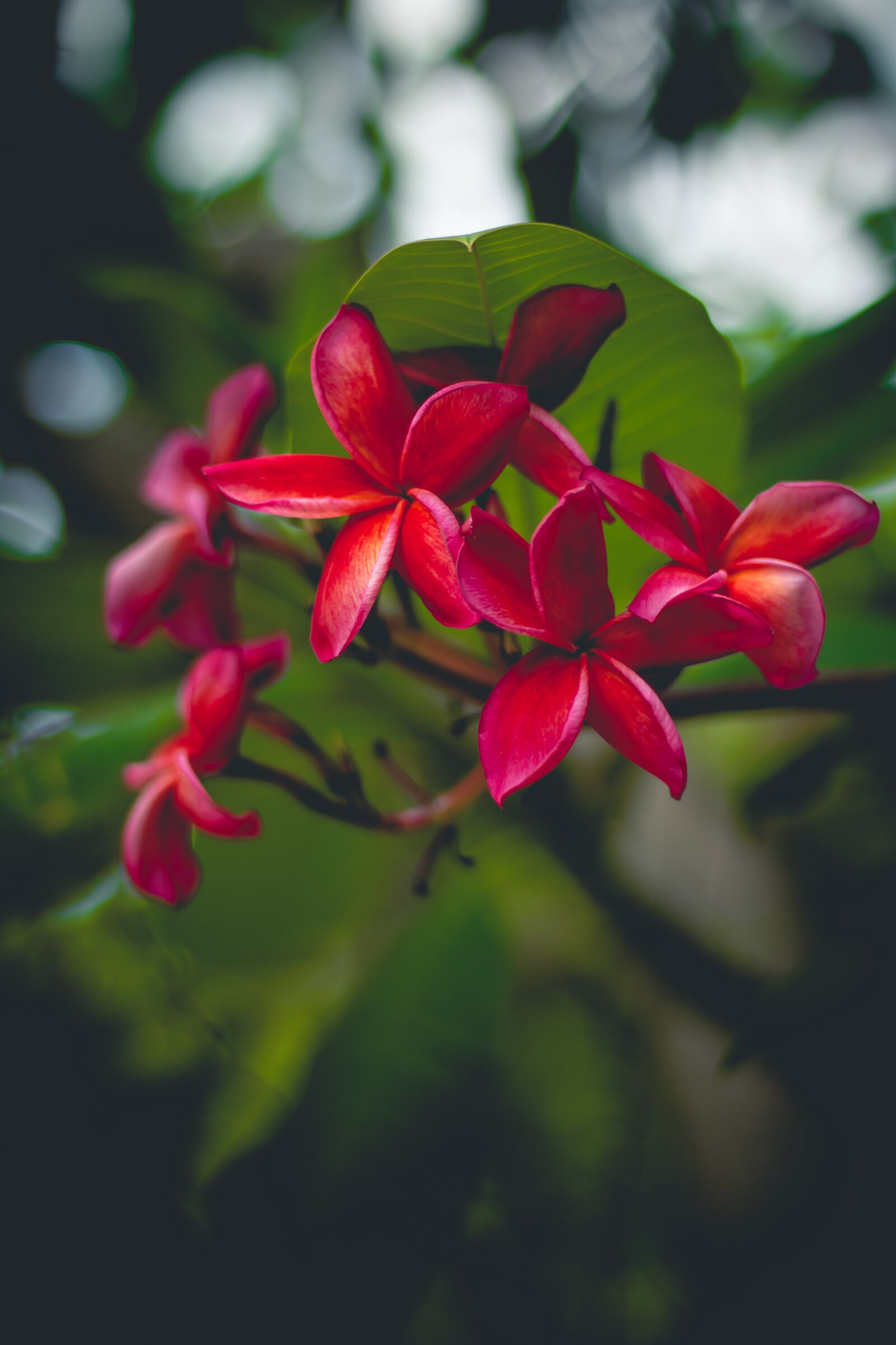 Canon EOS 700D (EOS Rebel T5i / EOS Kiss X7i) sample photo. Plumeria, flower, thailand photography