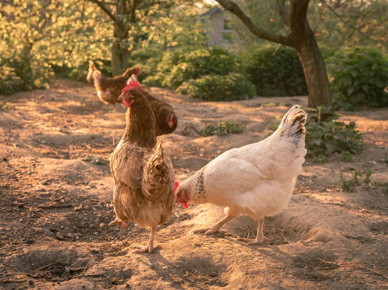 Nikon D750 sample photo. Chickens, spout, poultry photography