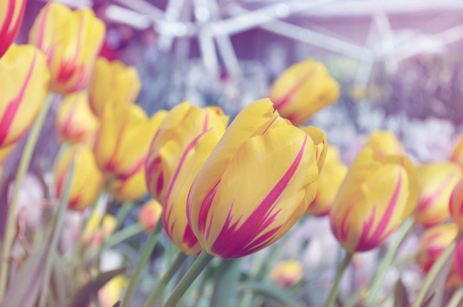 Nikon D5100 sample photo. Tulip, dreamy, flower photography