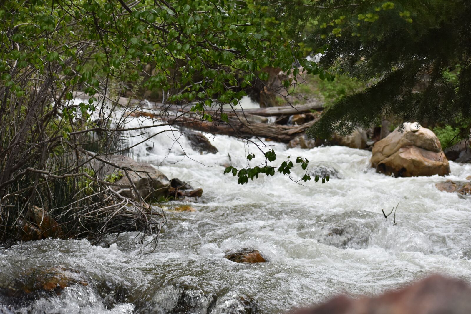 Nikon D3400 sample photo. Salt lake city, millcreek photography