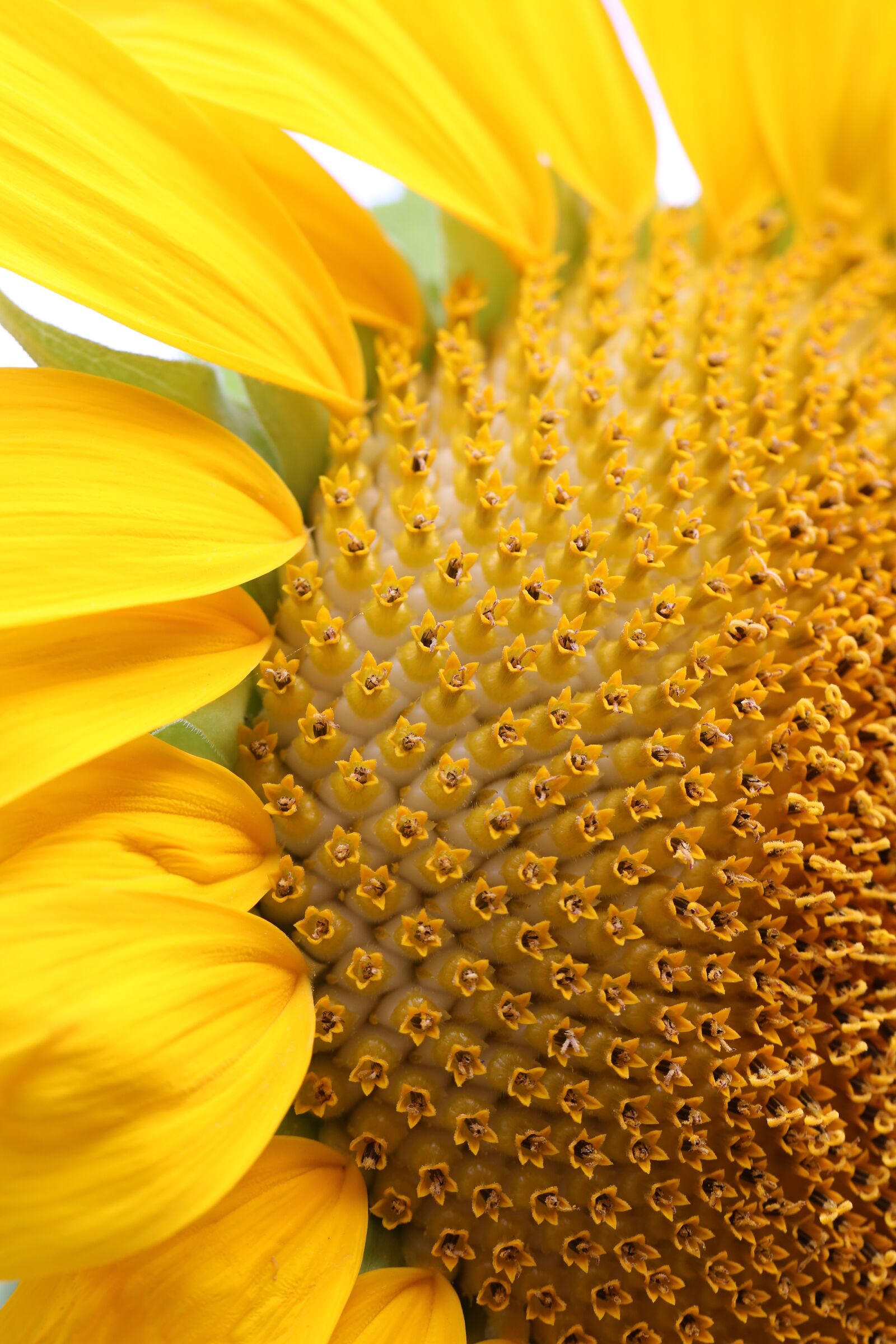 Canon EOS 5D Mark III sample photo. Sunflower, closeup, vibrant photography
