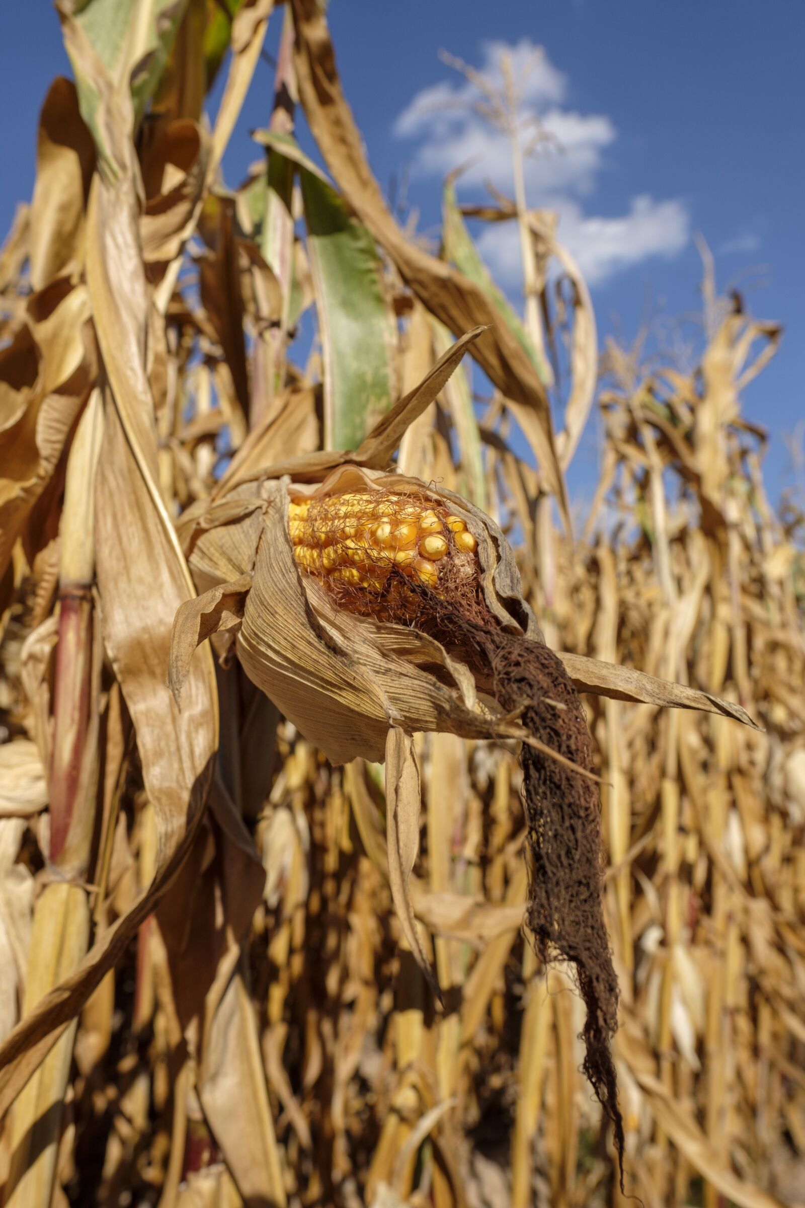 Fujifilm X-T2 + Fujifilm XF 16mm F1.4 R WR sample photo. Corn, cornfield, corn plant photography