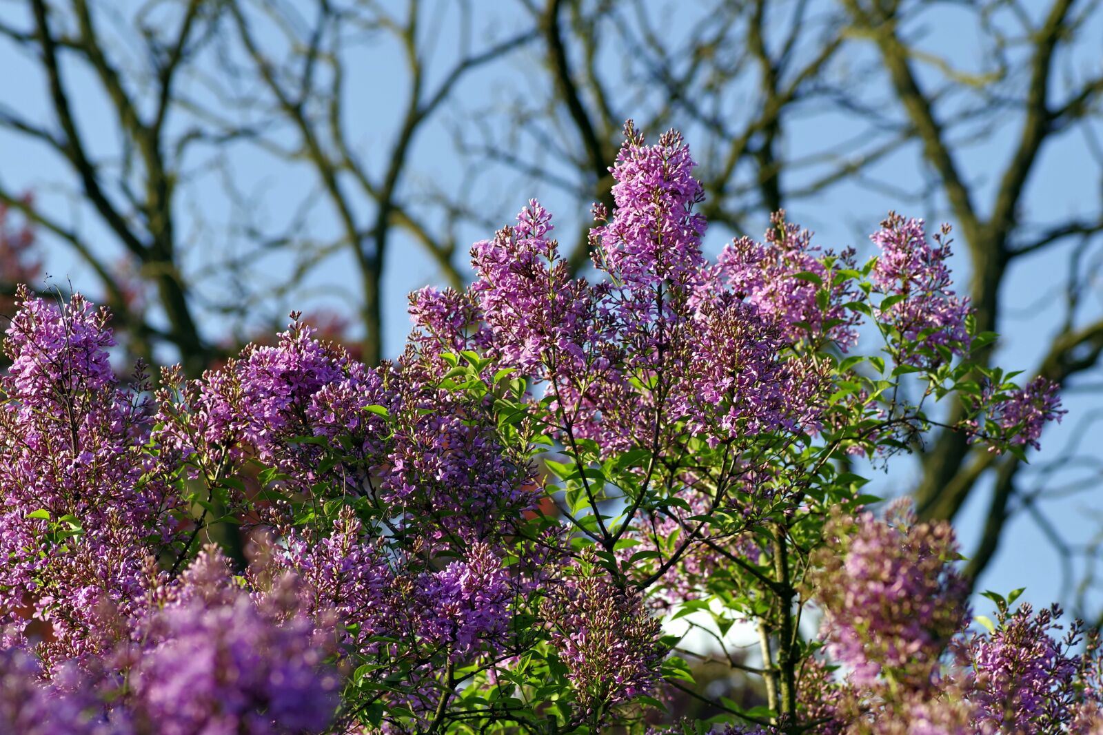 Pentax K-S2 sample photo. Without, bush, lilac photography