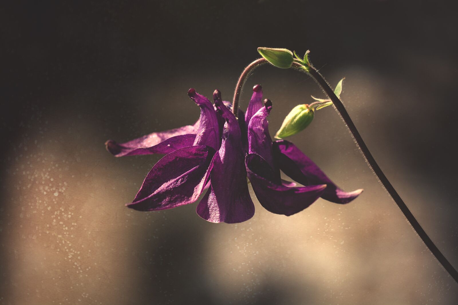 Nikon D7100 sample photo. Columbine, violet, purple photography