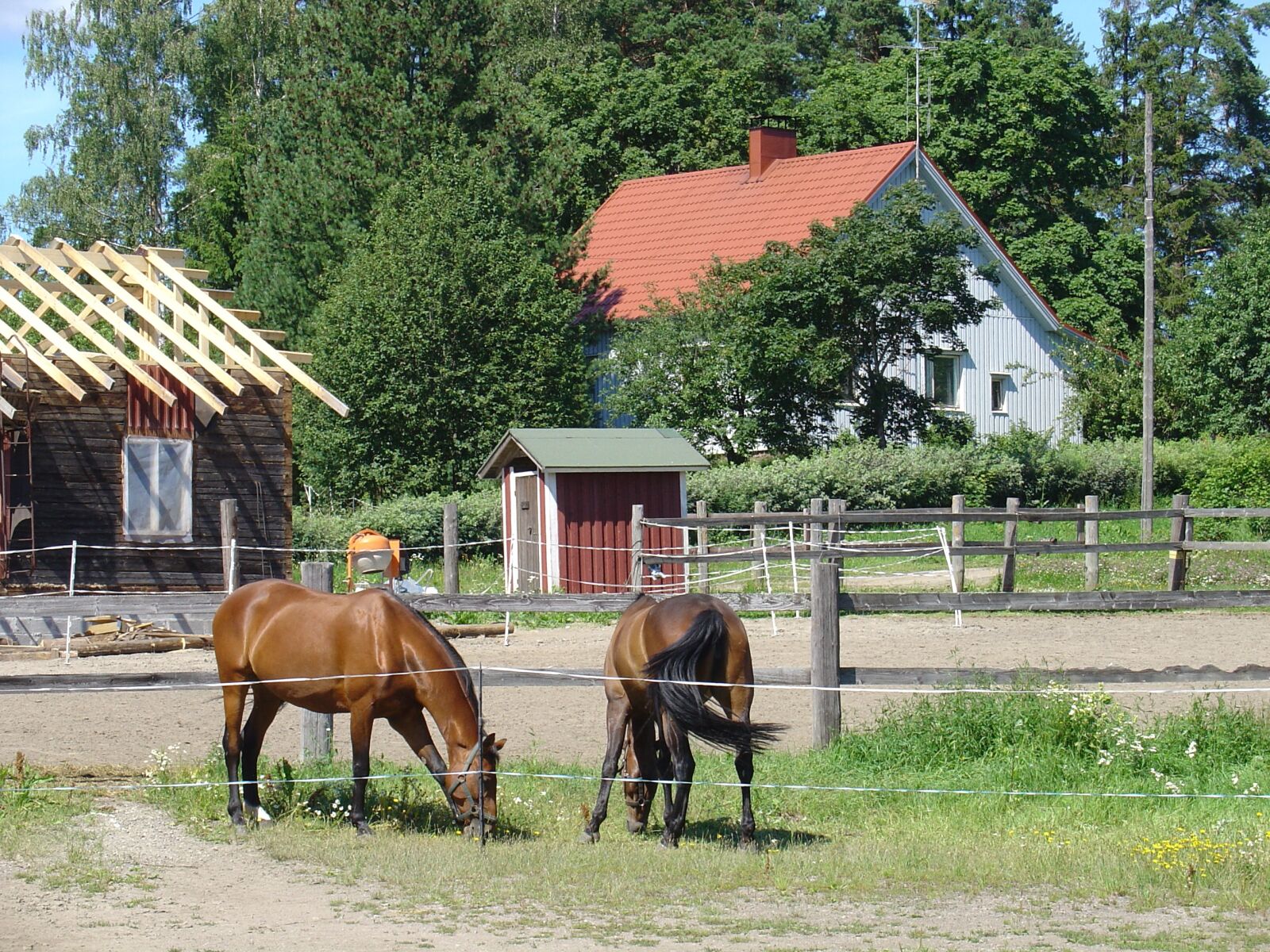 Sony DSC-V1 sample photo. Horses, animal, finland photography