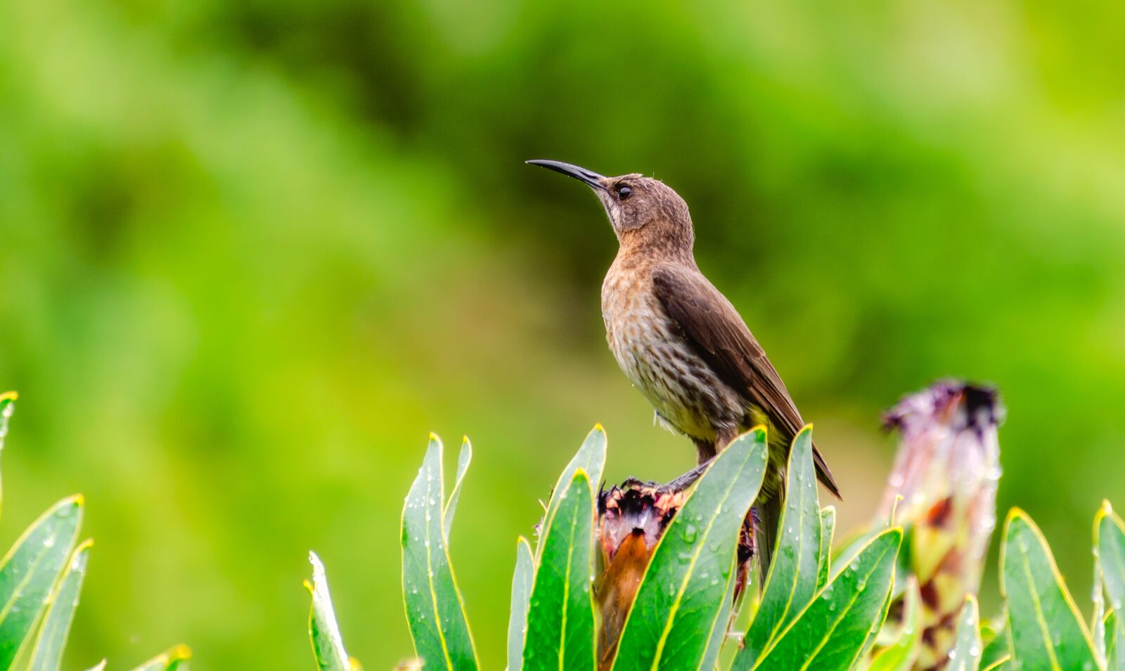 Nikon D7000 sample photo. Sugarbird, bird, fynbos photography