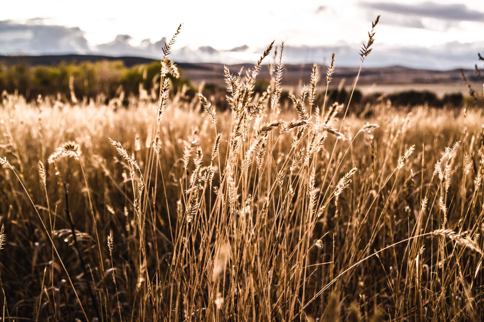 Nikon D3100 sample photo. Autumn, field, kolos photography