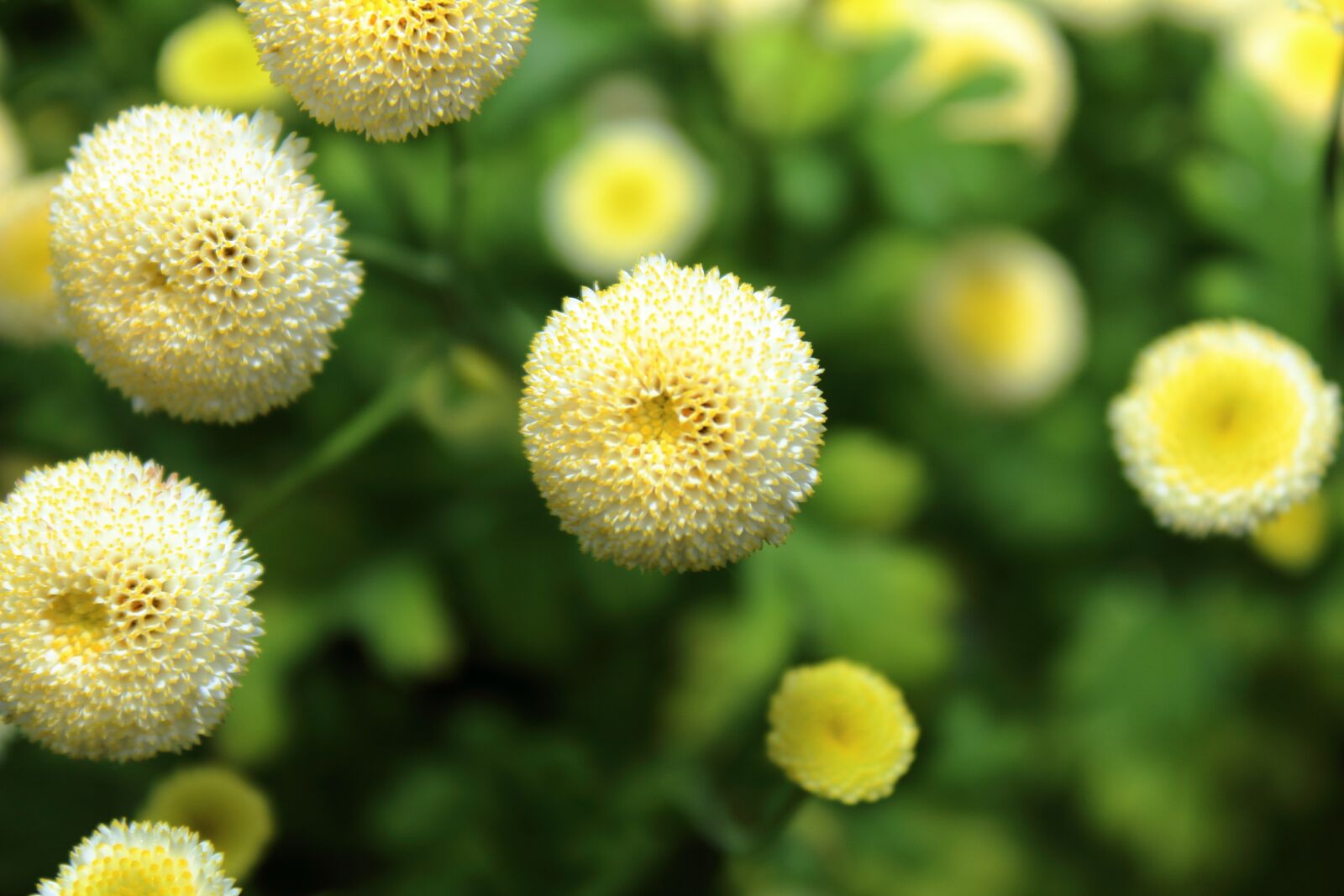 Canon EOS 1300D (EOS Rebel T6 / EOS Kiss X80) sample photo. Flower, yellow, macro photography