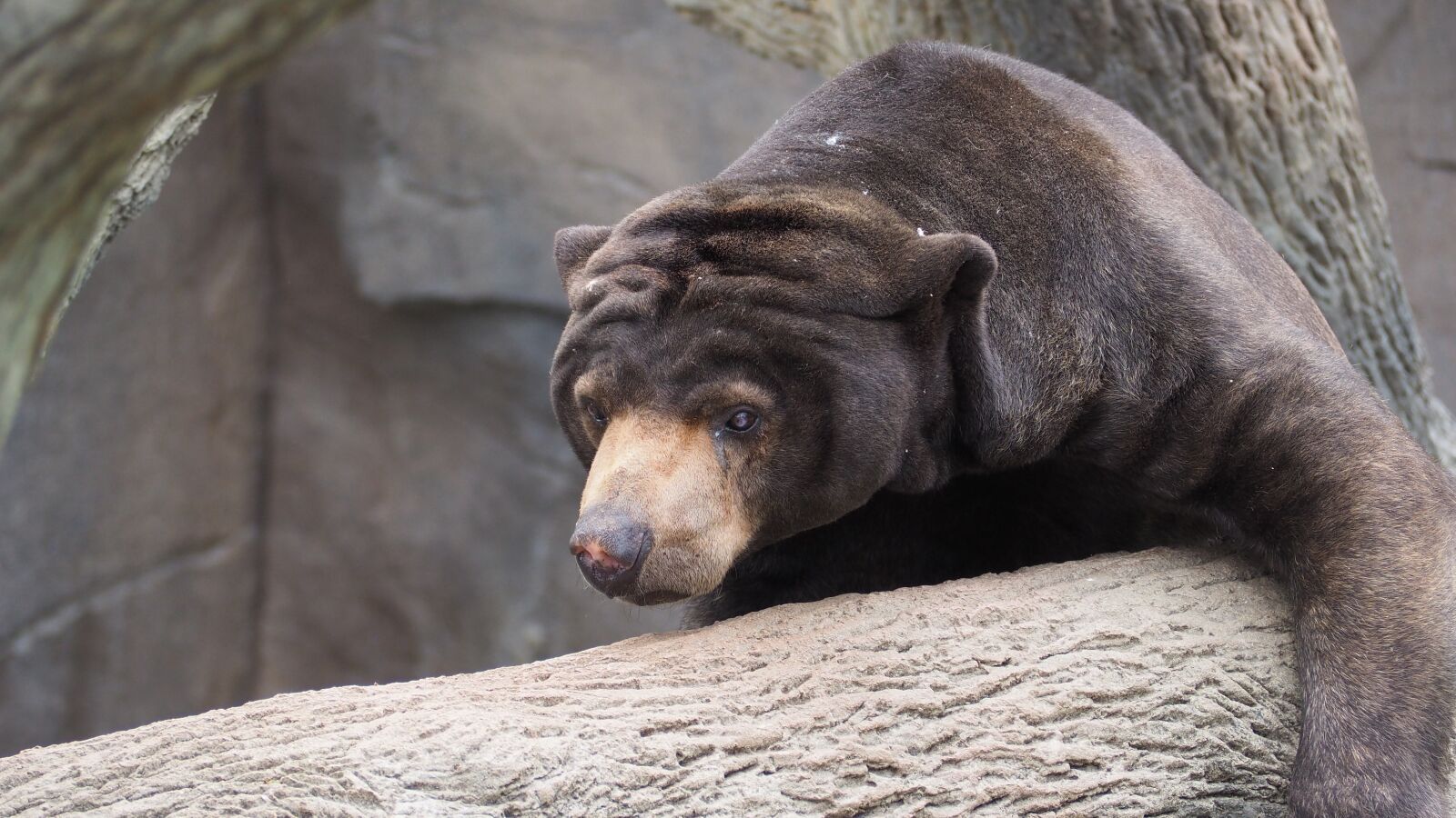 Olympus OM-D E-M10 II sample photo. Sun bear, bear, sun photography