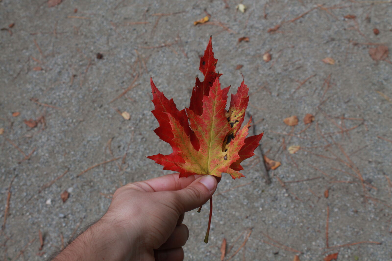 Canon EOS 1100D (EOS Rebel T3 / EOS Kiss X50) sample photo. Autumn, canada, colorful, colourful photography
