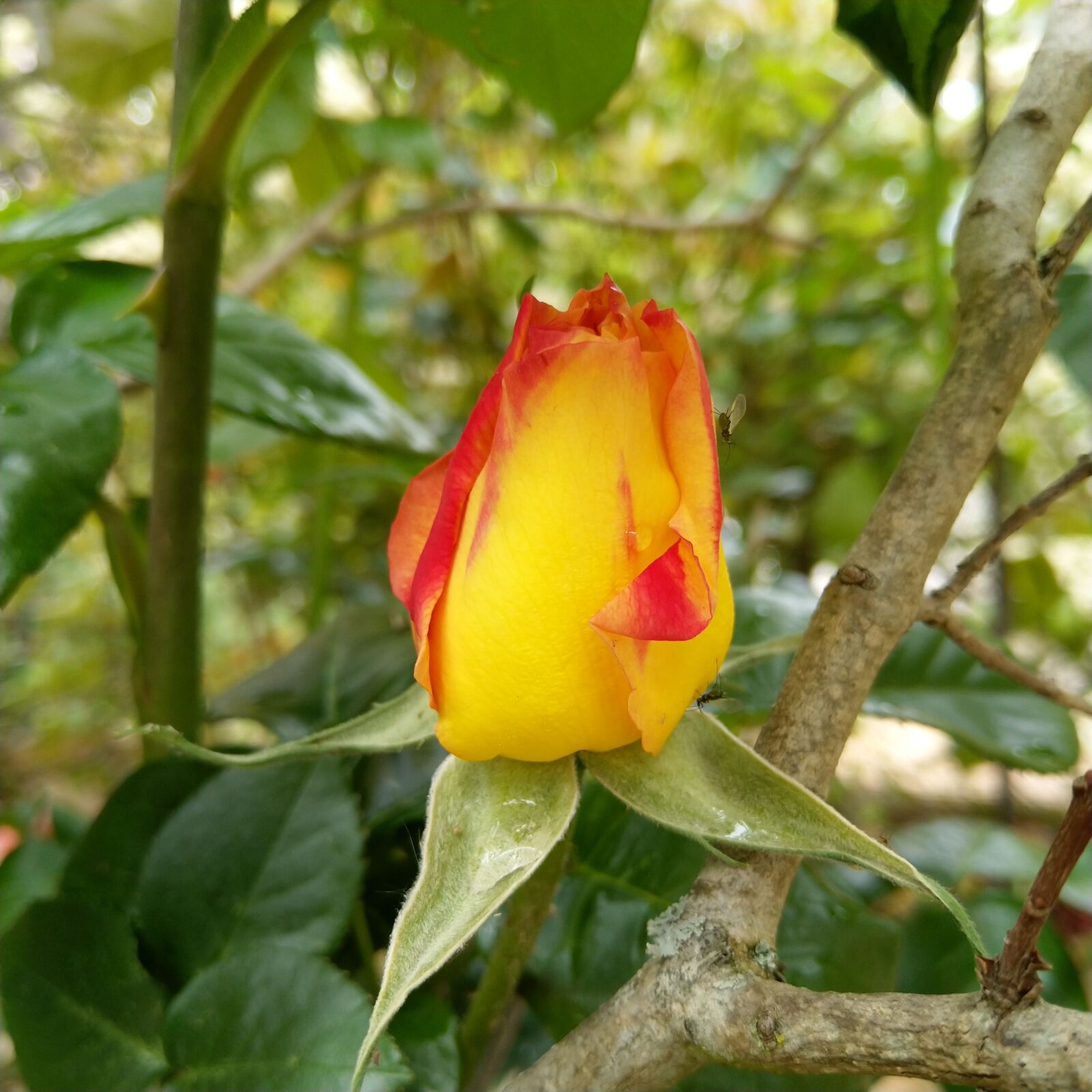 HMD Global Nokia 8 Sirocco sample photo. Rosebush, flower, button photography