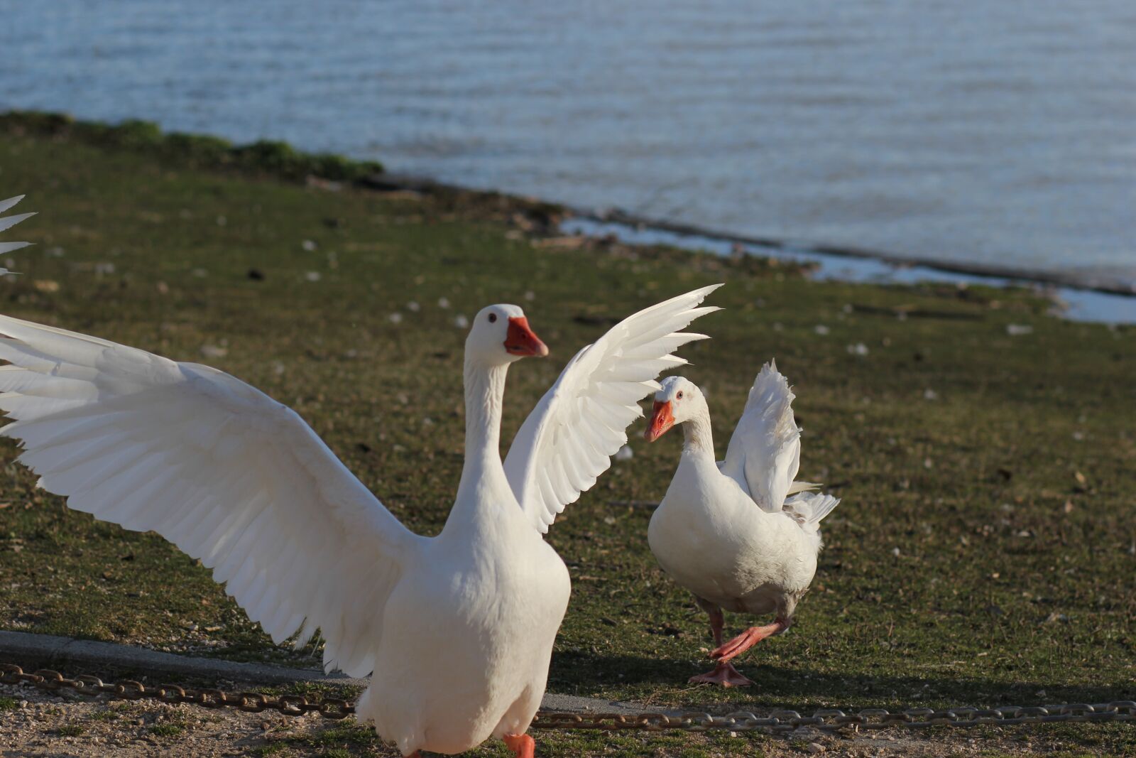 Canon EOS 60D + Canon EF 85mm F1.8 USM sample photo. Geese, ave, animals photography