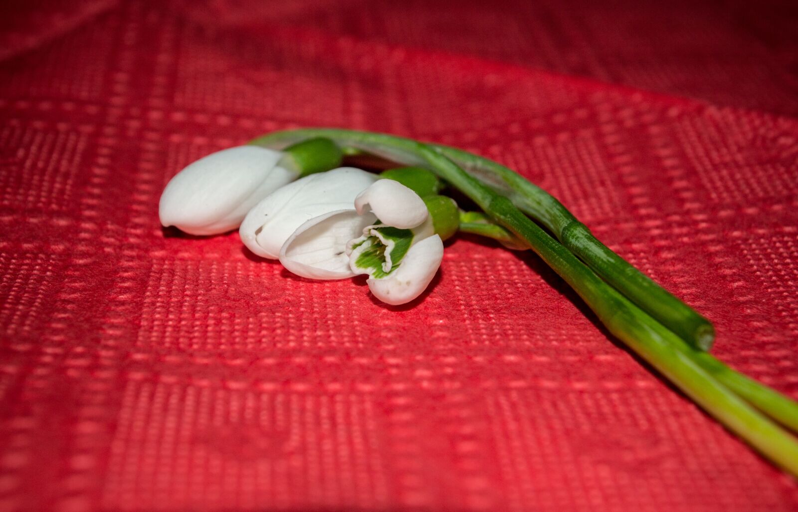 Nikon D3100 sample photo. Snowdrop, macro, beautiful photography