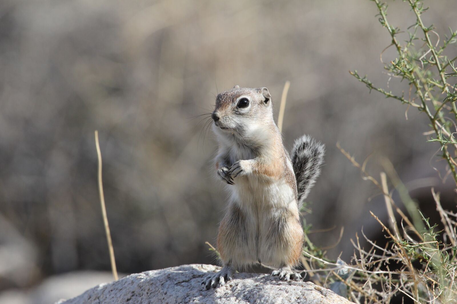 Canon EOS 60D + Canon EF 100-400mm F4.5-5.6L IS USM sample photo. Desert, squirrel, nature photography