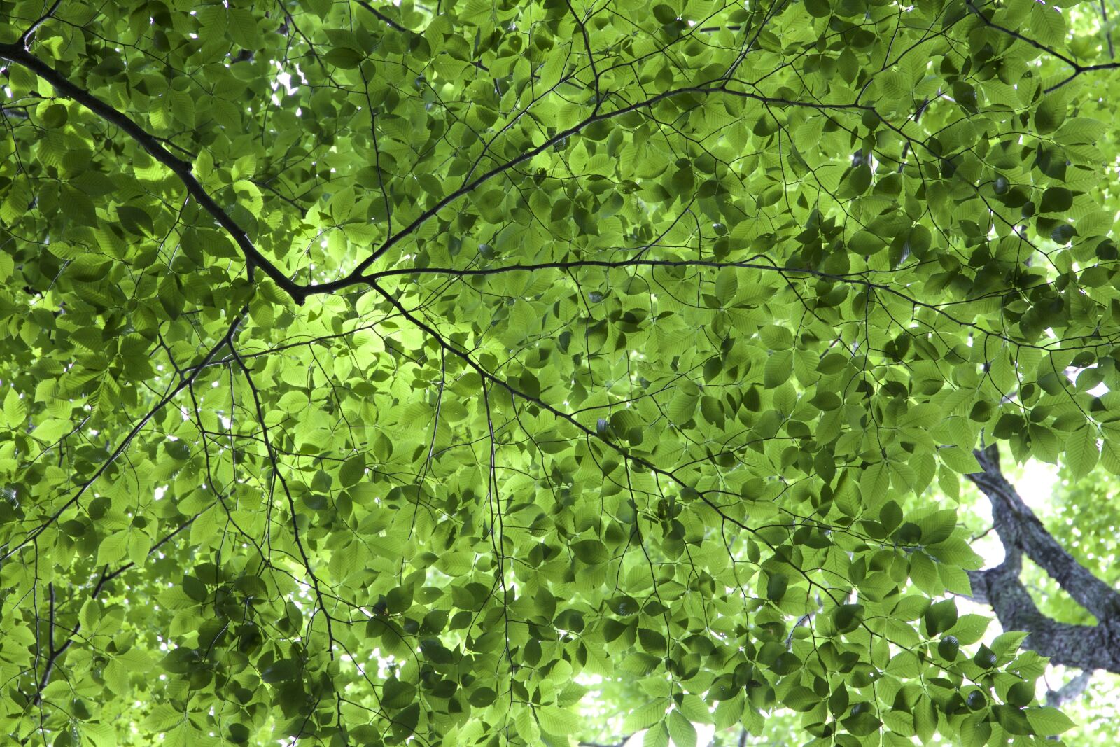Canon EOS 6D sample photo. Leaves texture, green leaves photography