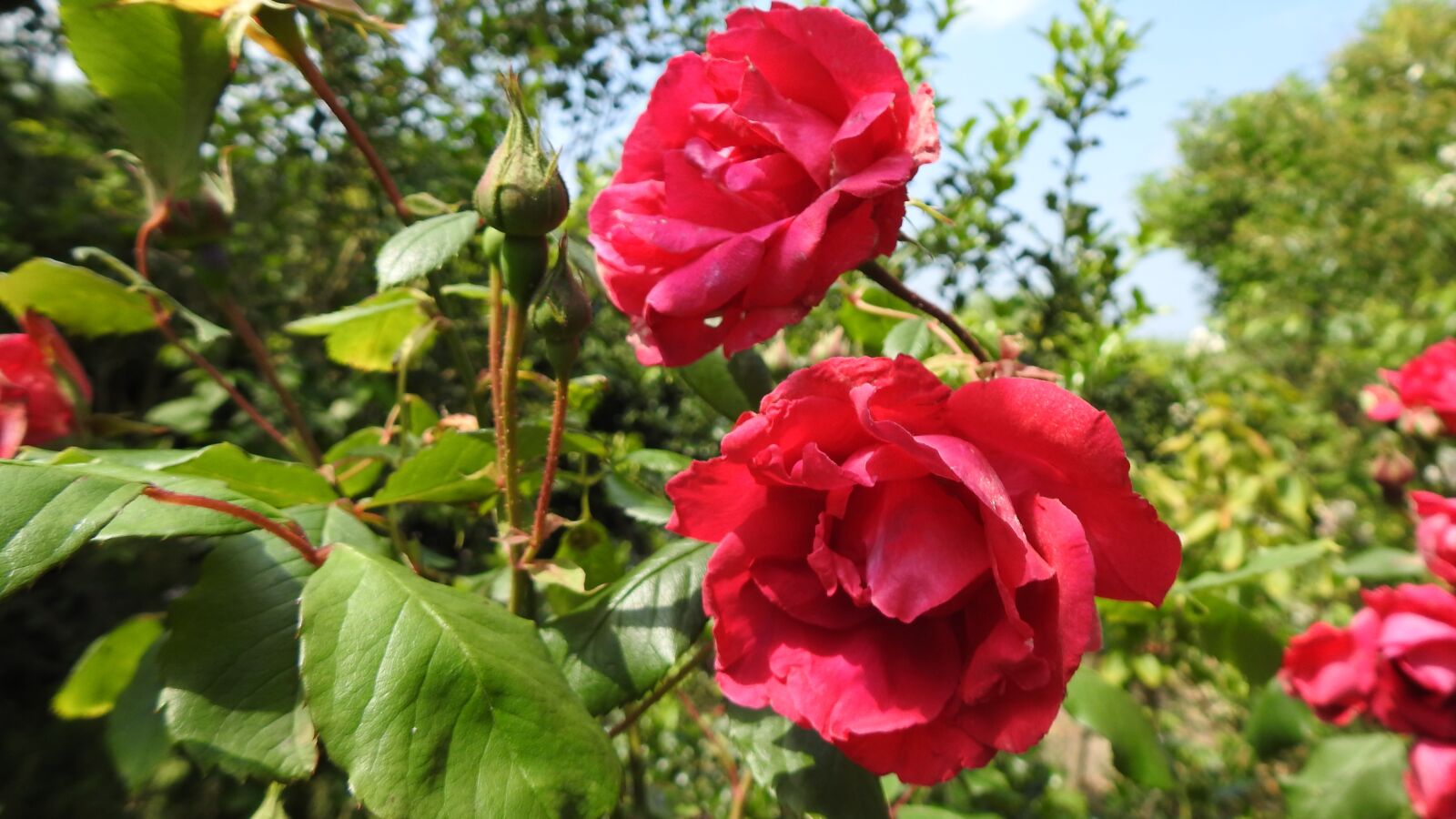 Nikon Coolpix P900 sample photo. Rose, red, roses photography