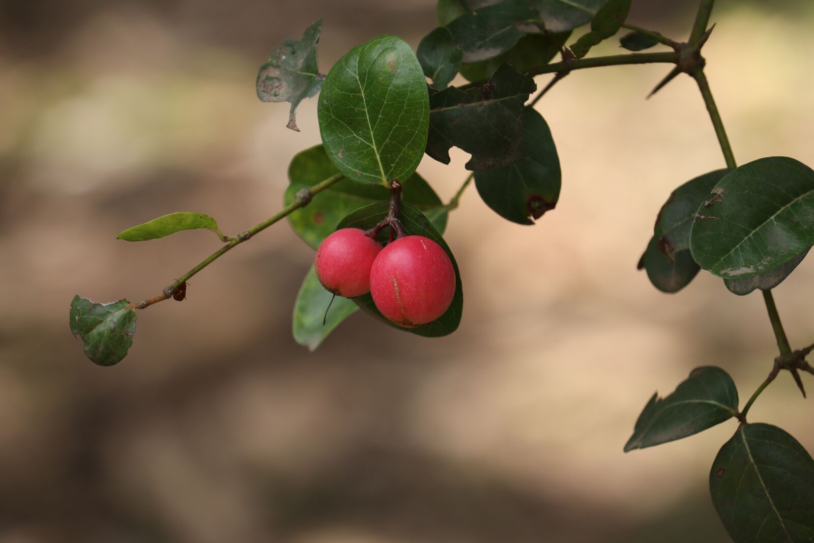 Canon EOS 250D (EOS Rebel SL3 / EOS Kiss X10 / EOS 200D II) sample photo. Small fruit, tree, green photography