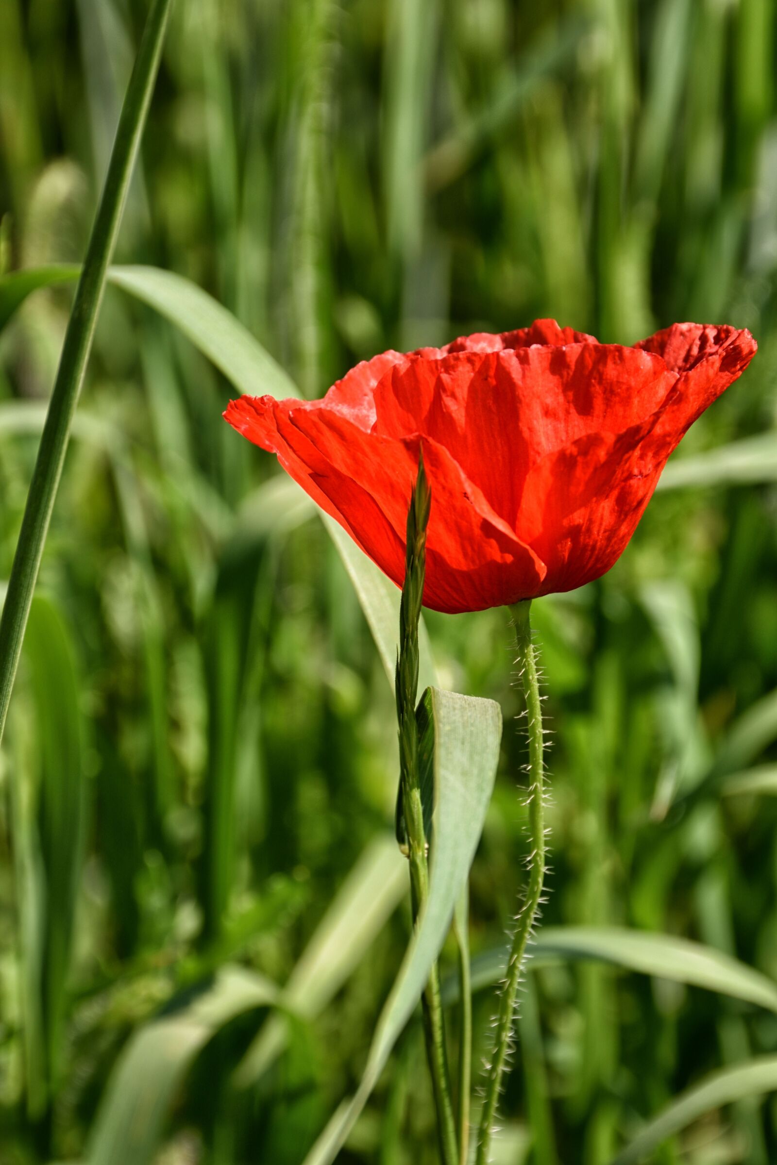 Nikon D5500 sample photo. Poppy, blossom, bloom photography