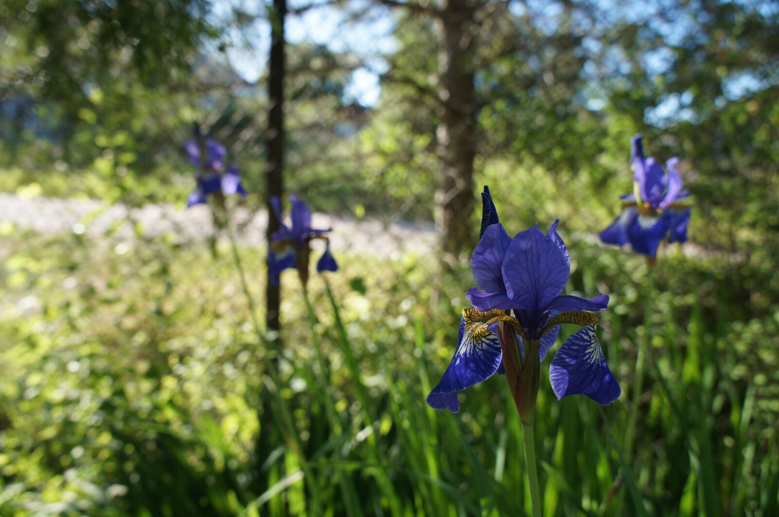 Sony Alpha NEX-C3 sample photo. Iris, summer, flowers photography
