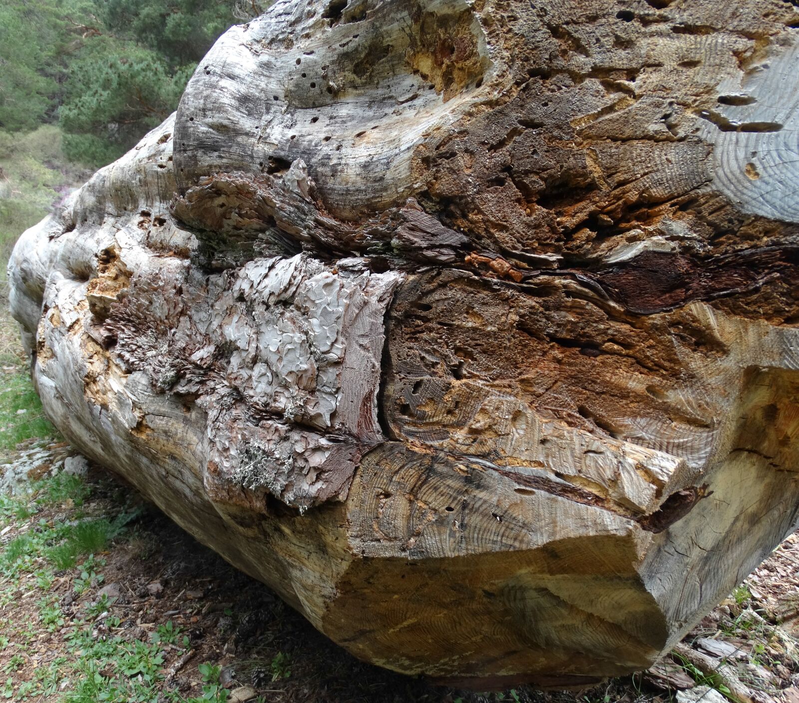 Sony Cyber-shot DSC-HX300 sample photo. Wood, trunk, forest photography