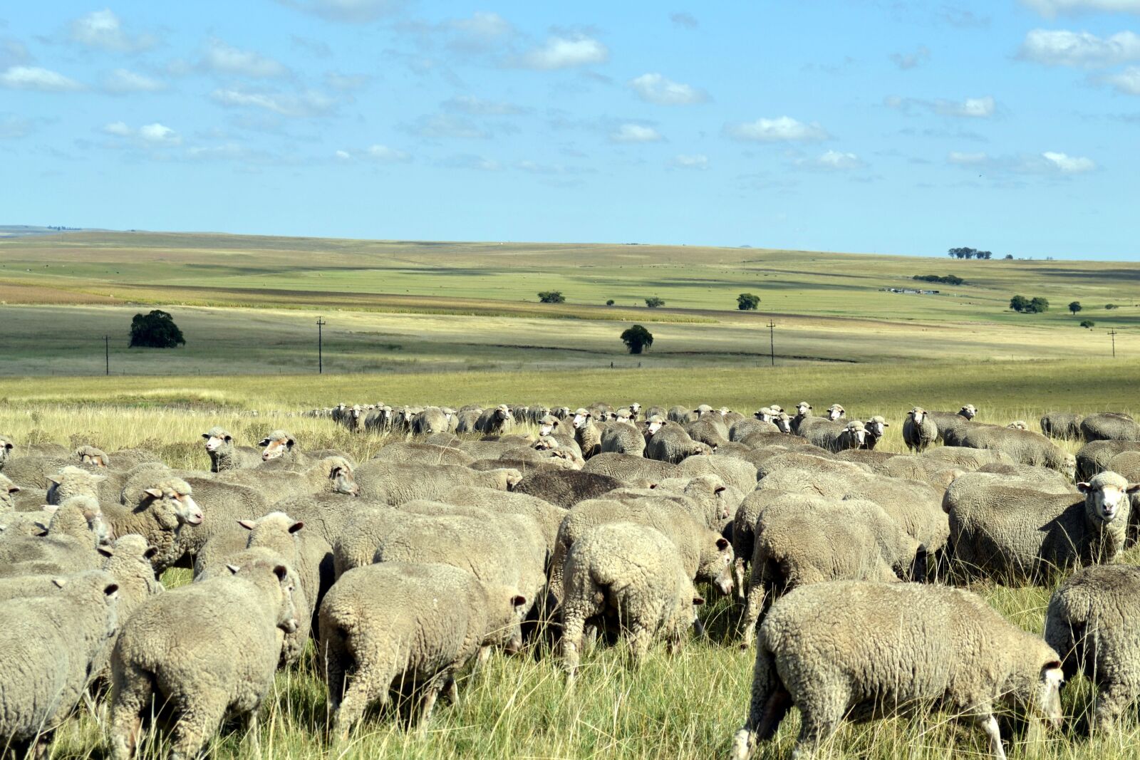 Nikon D3100 sample photo. Sheep, countryside, flock photography