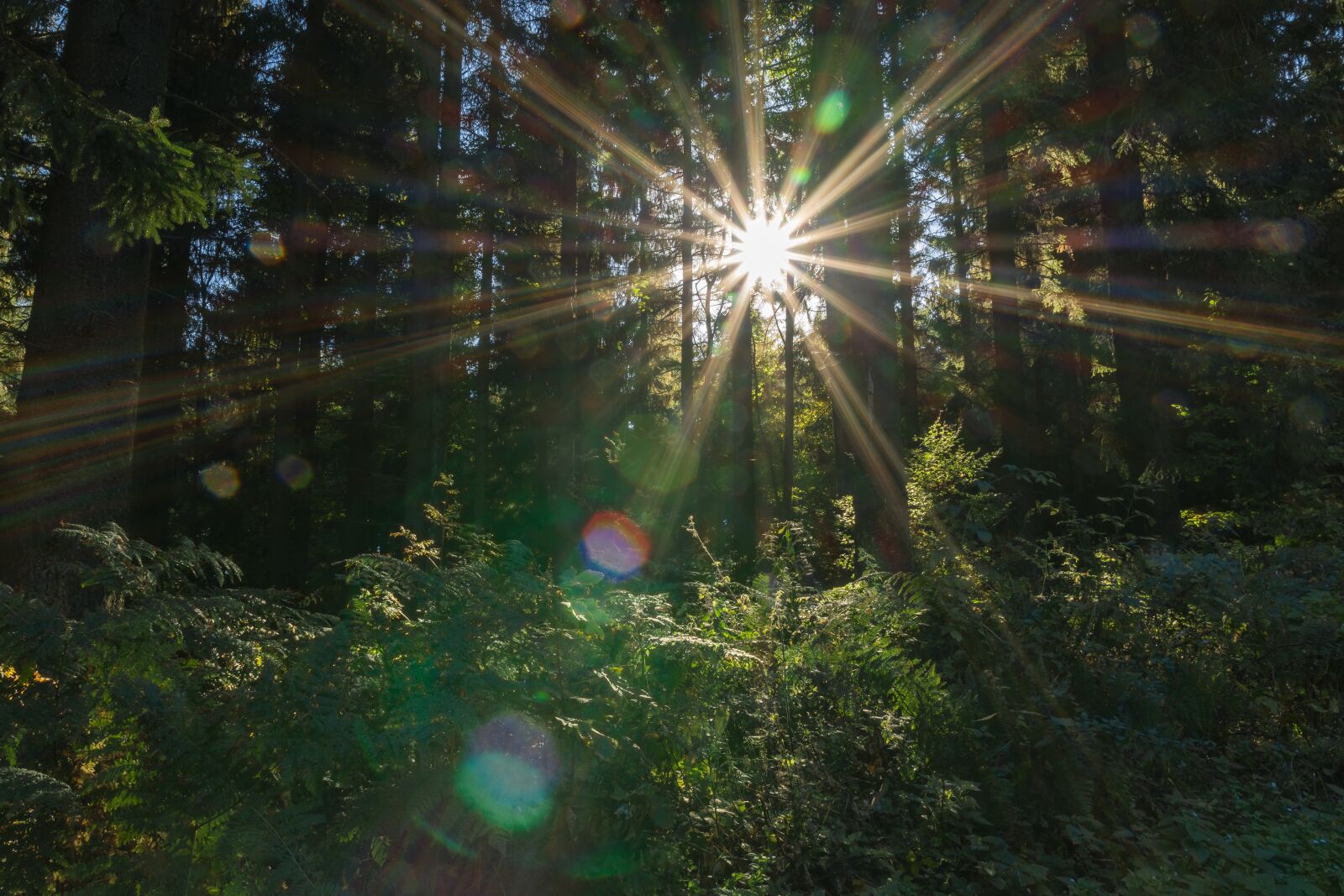 Nikon D7500 sample photo. Sonnenstern, sun, forest photography