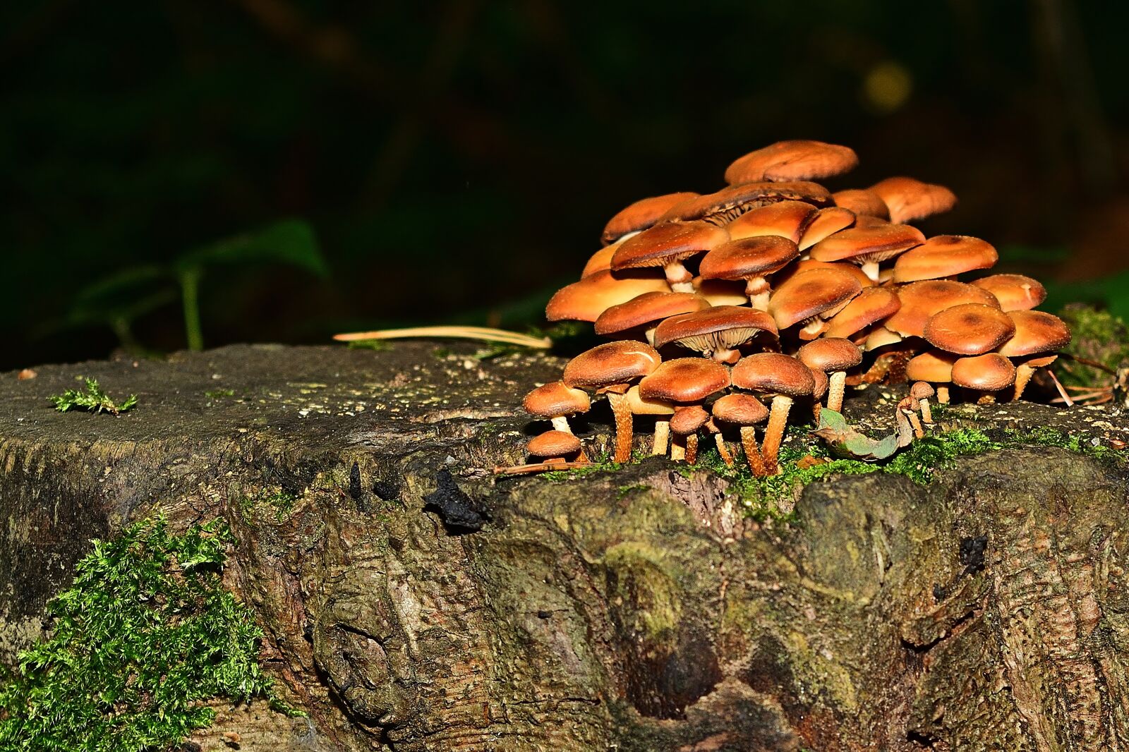 Nikon D5200 sample photo. Mushrooms, forest, nameko photography