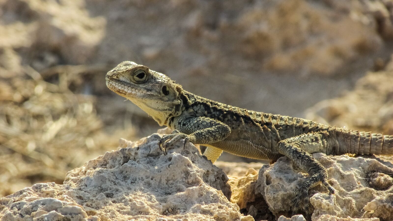 Canon PowerShot SX400 IS sample photo. Cyprus, lizard, kurkutas photography
