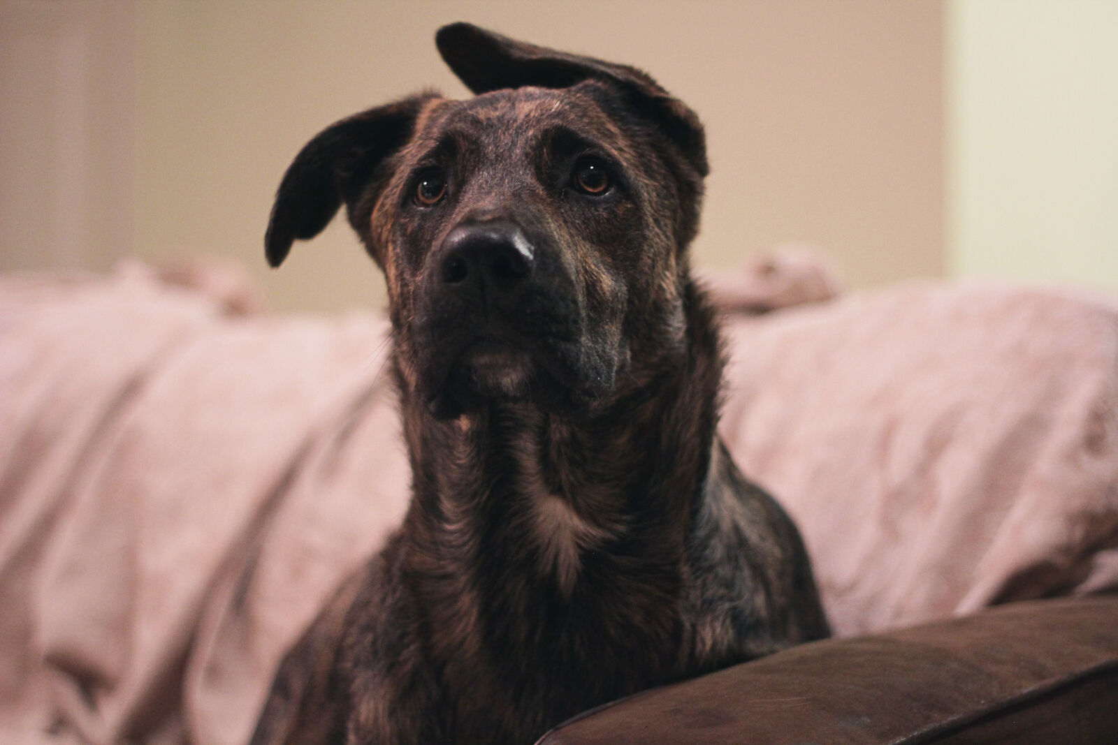 Canon EOS 550D (EOS Rebel T2i / EOS Kiss X4) sample photo. Dogs, night photography
