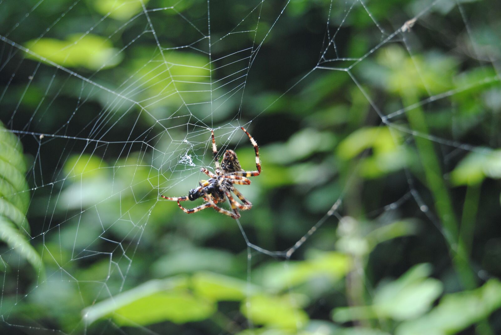 Nikon D3000 sample photo. Spiders, web, insects photography