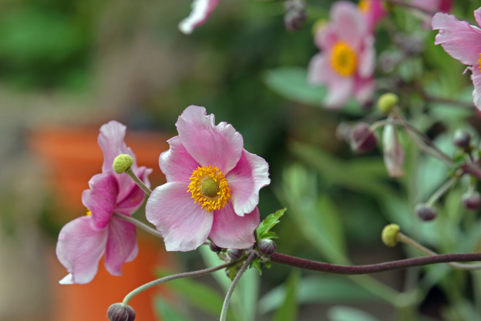 Canon EF-S 55-250mm F4-5.6 IS STM sample photo. Annemone, fall anemone, pollen photography
