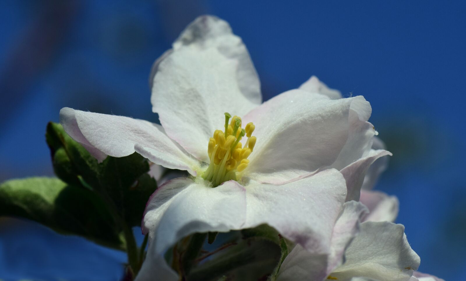 Nikon D3300 sample photo. Apple blossom, macro, close photography