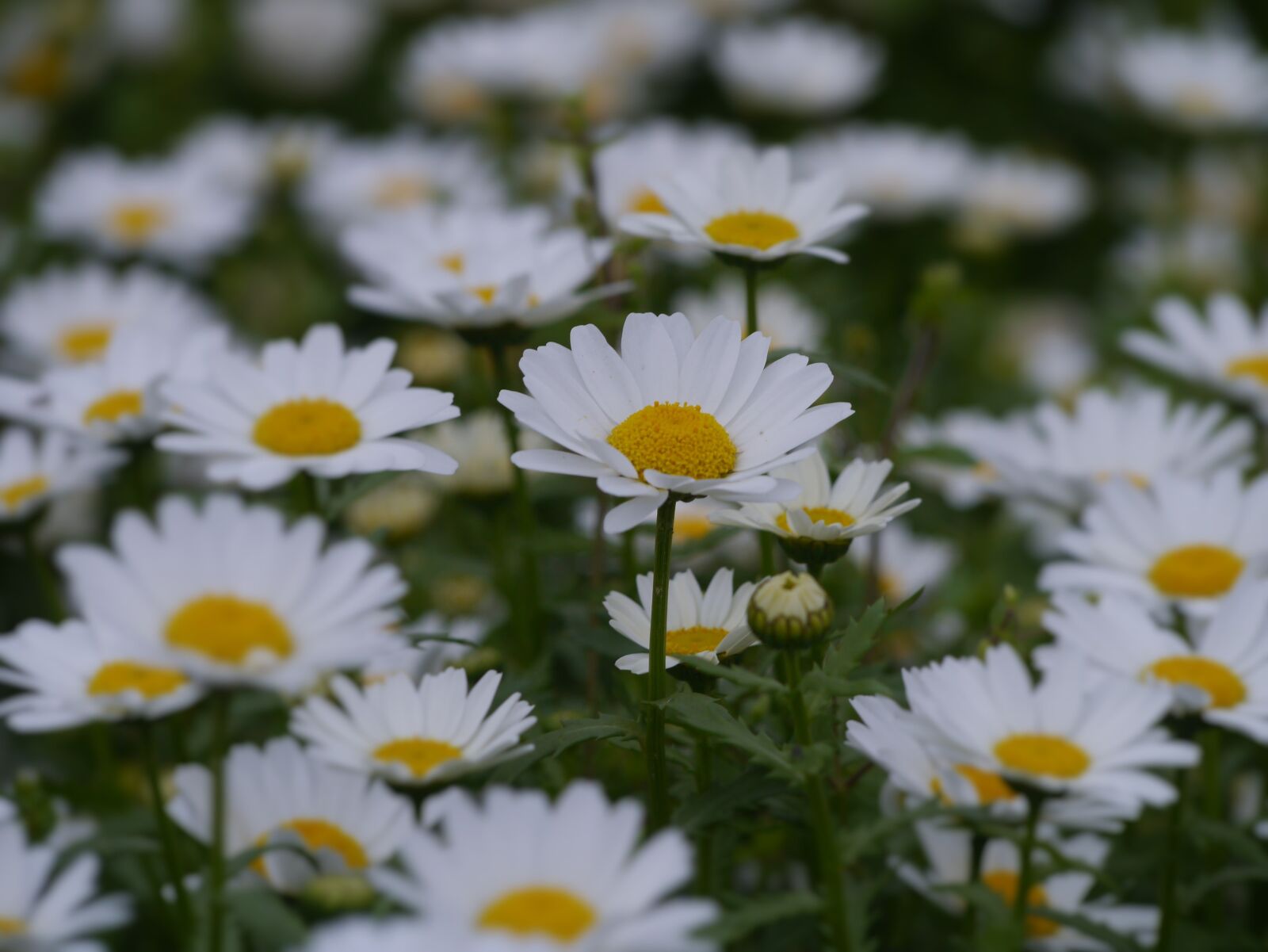Panasonic Lumix DMC-GX1 sample photo. Daisy, margaret, countless photography