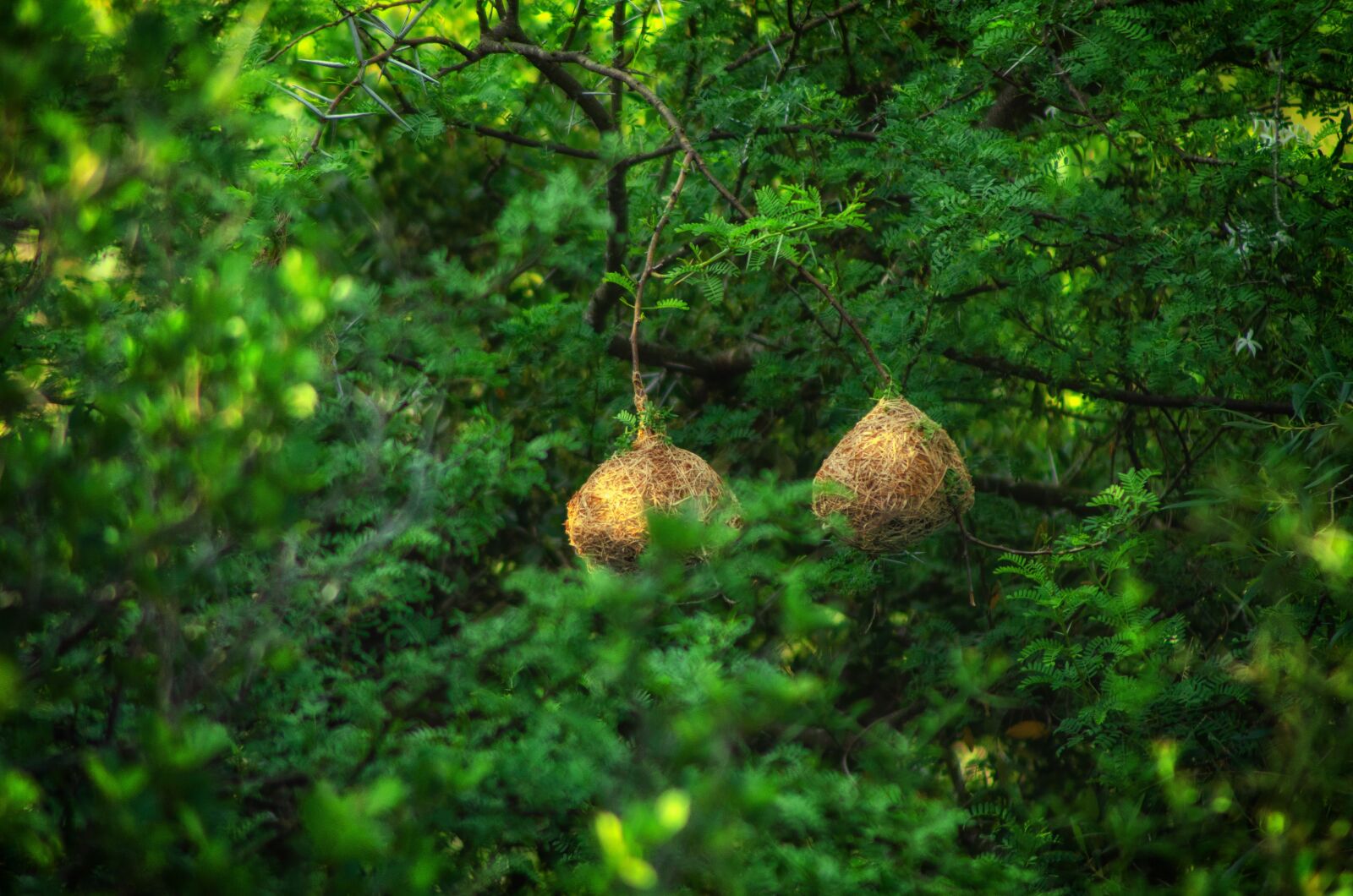 Nikon D7000 sample photo. Trees, green, weaver photography