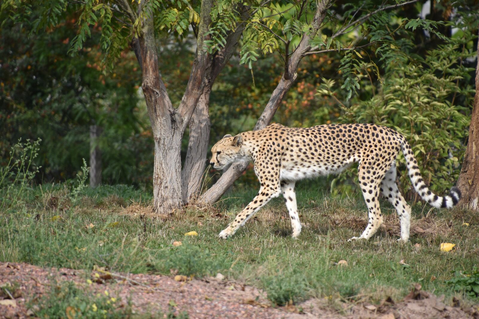 Nikon D5600 sample photo. Cheetah, animal, wild photography