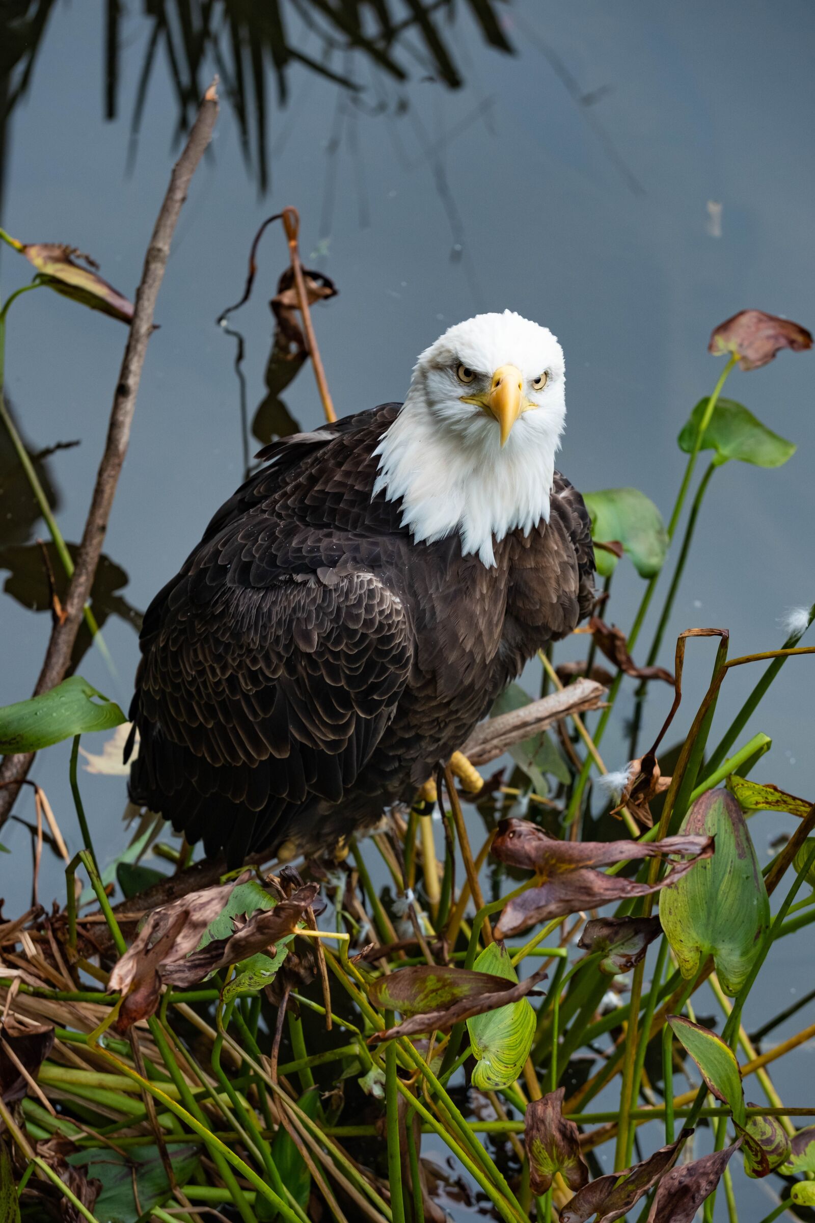 Fujifilm X-T2 sample photo. Bird, bald eagle, raptor photography