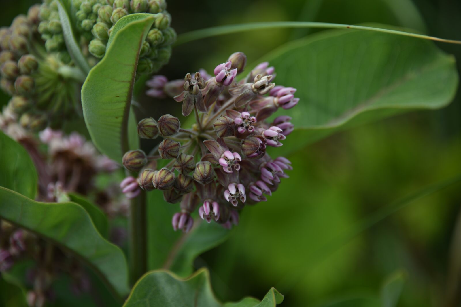 Nikon D850 sample photo. Milkweed, flower, plant photography