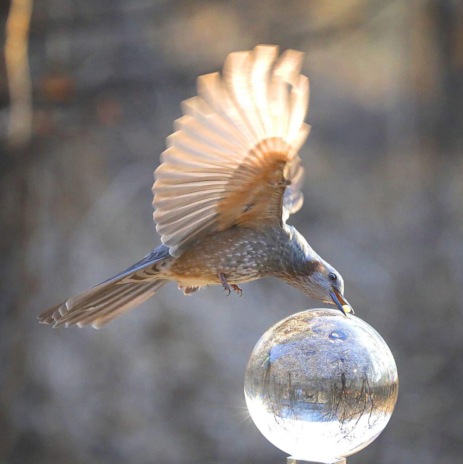 Canon EOS 5D Mark IV sample photo. New, birds, feather photography