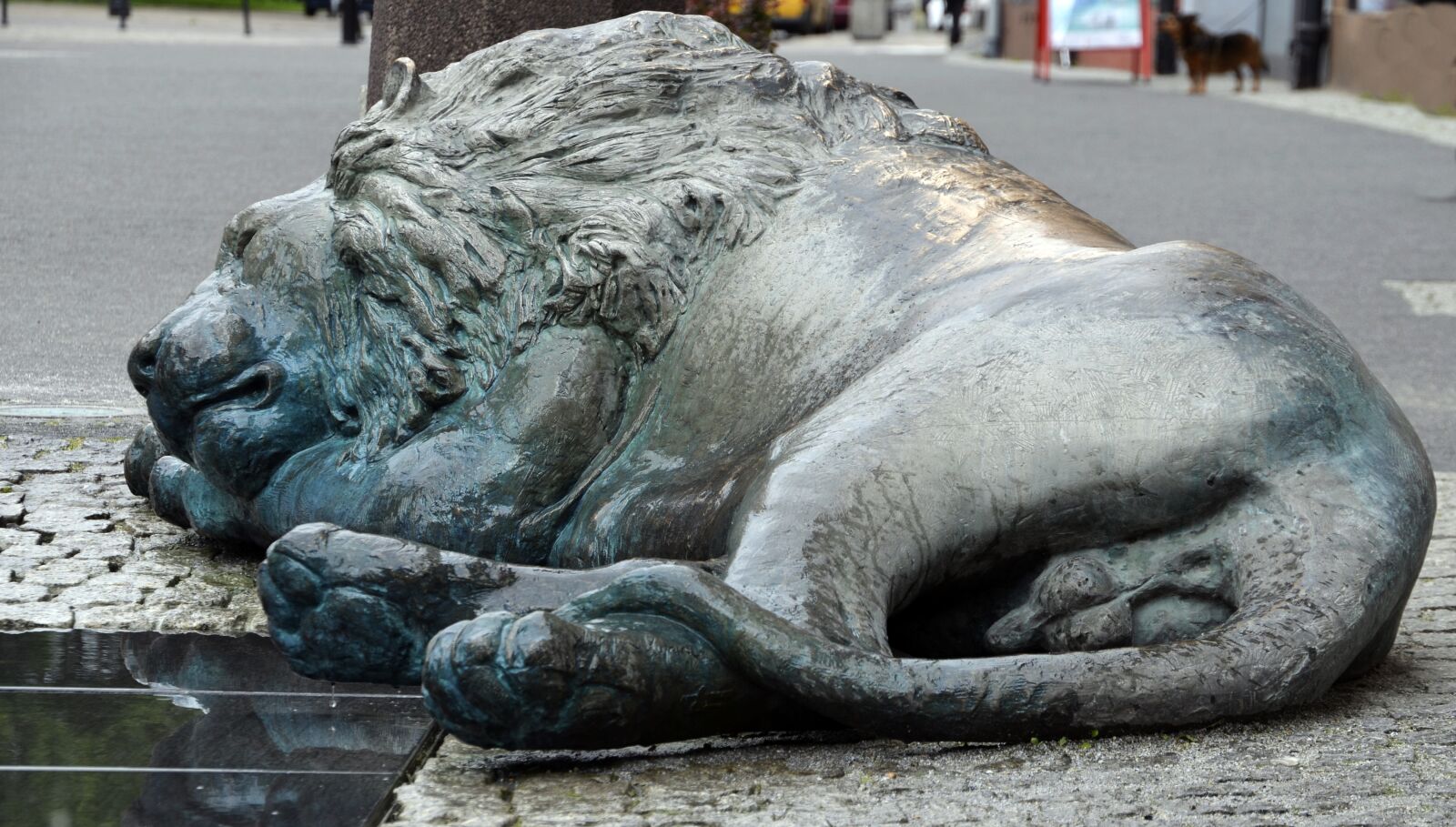 Nikon D5100 sample photo. Sleeping, lion, street photography