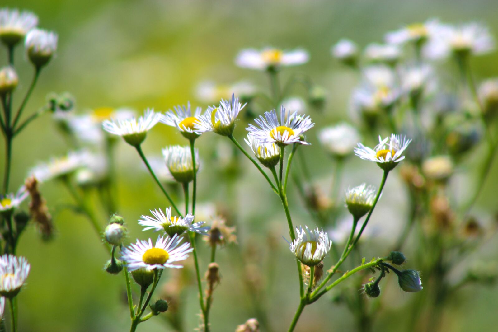 Canon EOS 600D (Rebel EOS T3i / EOS Kiss X5) sample photo. Wild flowers, green, nature photography