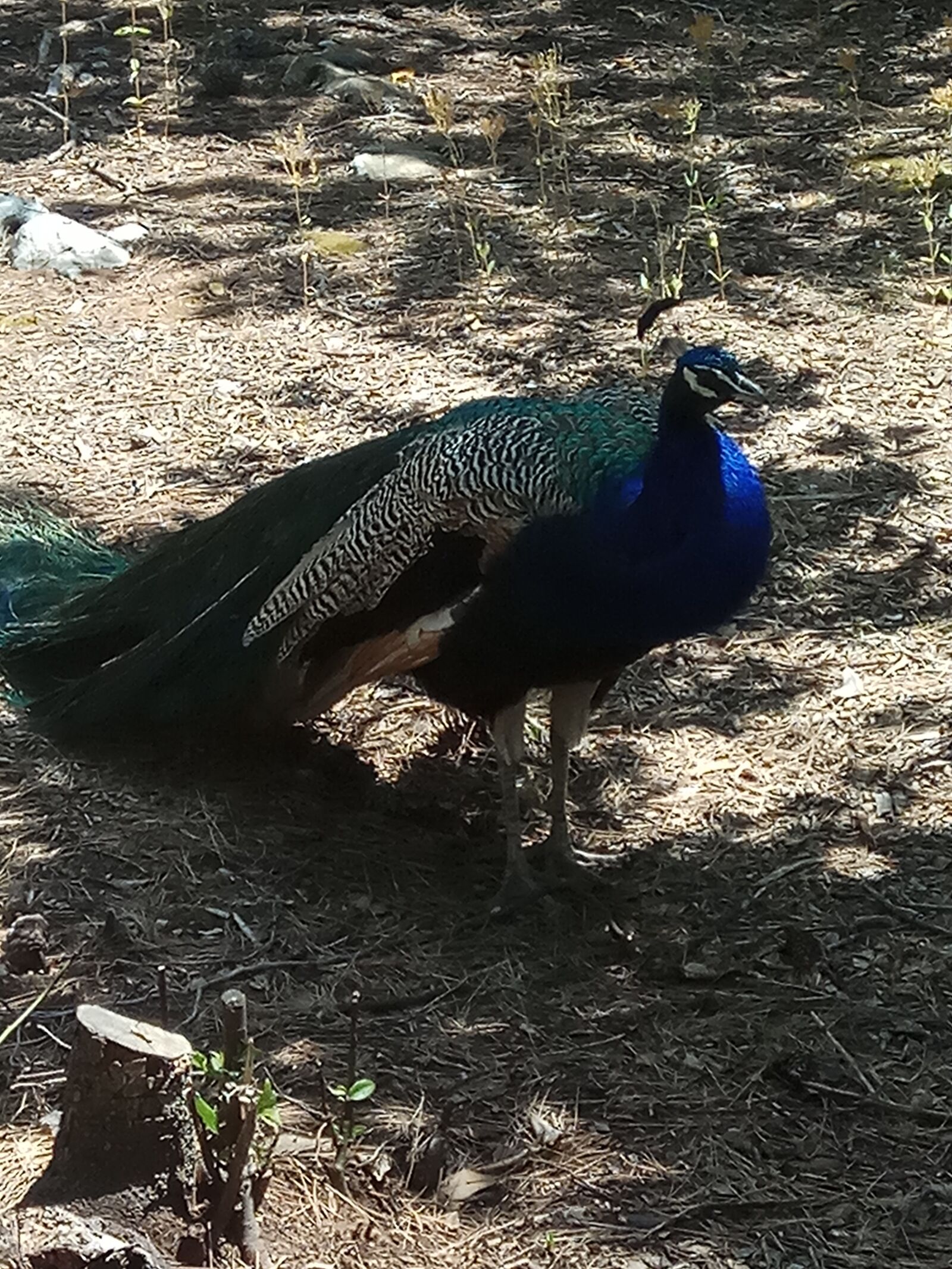 Xiaomi Redmi Note 4 sample photo. Peacock, animal, feather photography