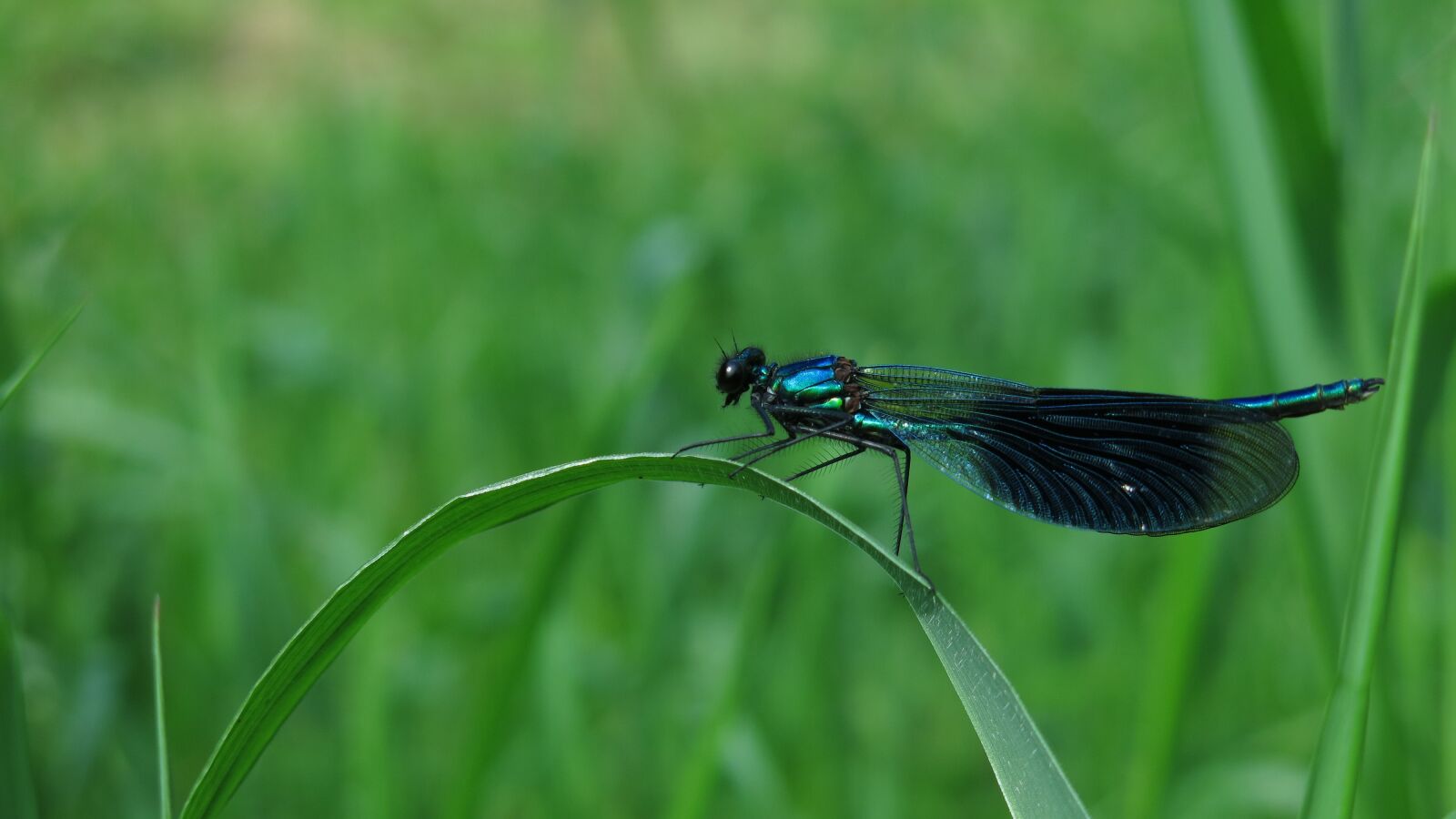 Canon PowerShot G15 sample photo. Banded demoiselle, calopteryx splendens photography