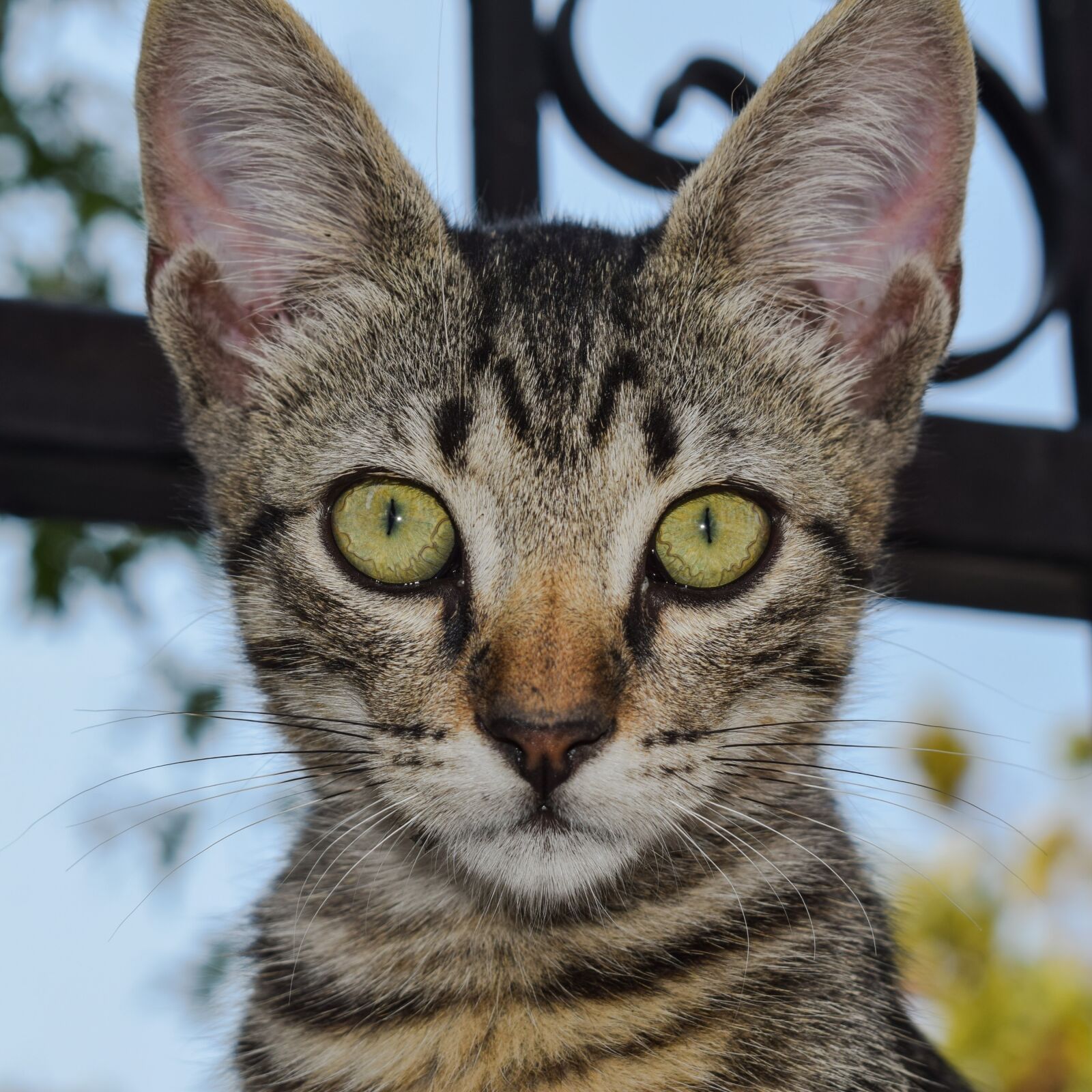 Nikon D3300 sample photo. Cat, young, eyes photography