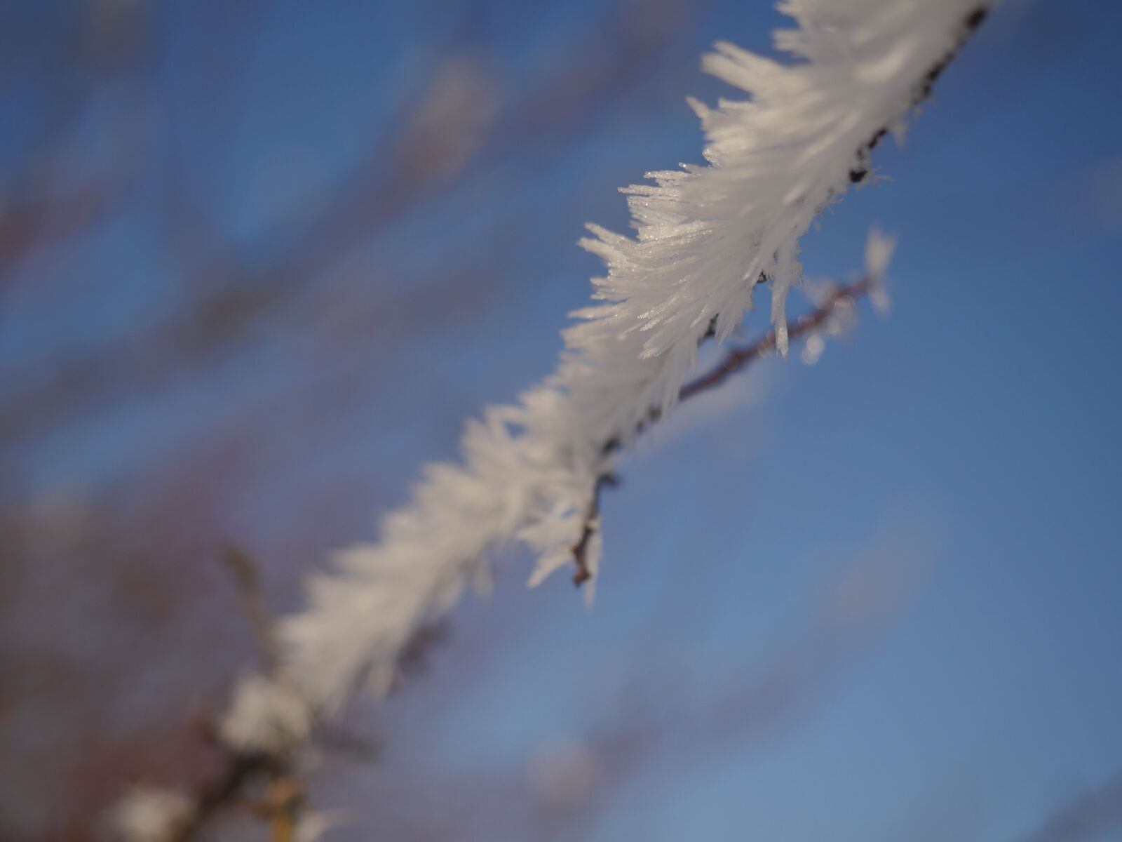 Panasonic Lumix DMC-GX8 sample photo. Ice crystal, branch, winter photography