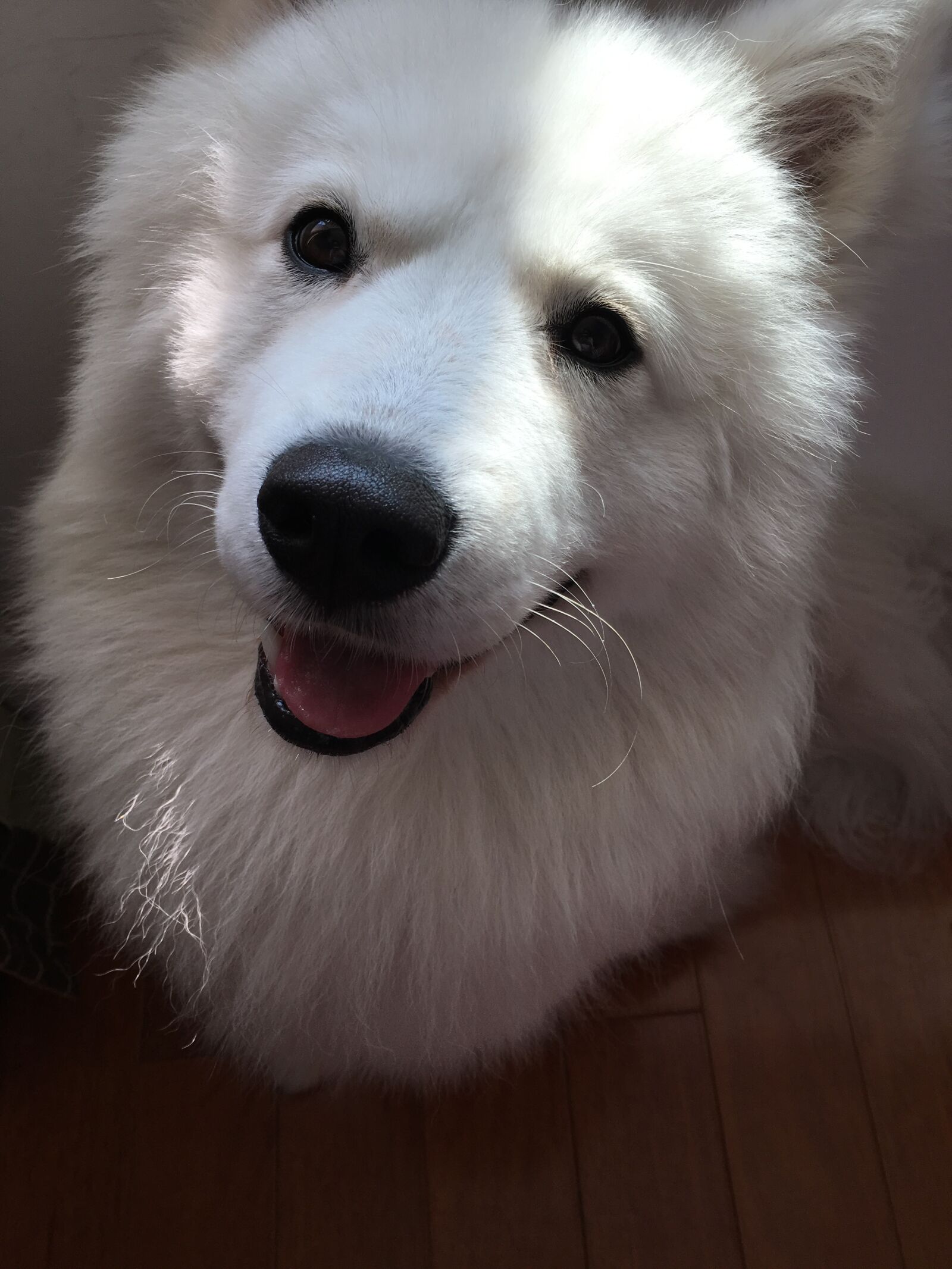 Apple iPhone 6s sample photo. Samoyed, smile, brilliant photography